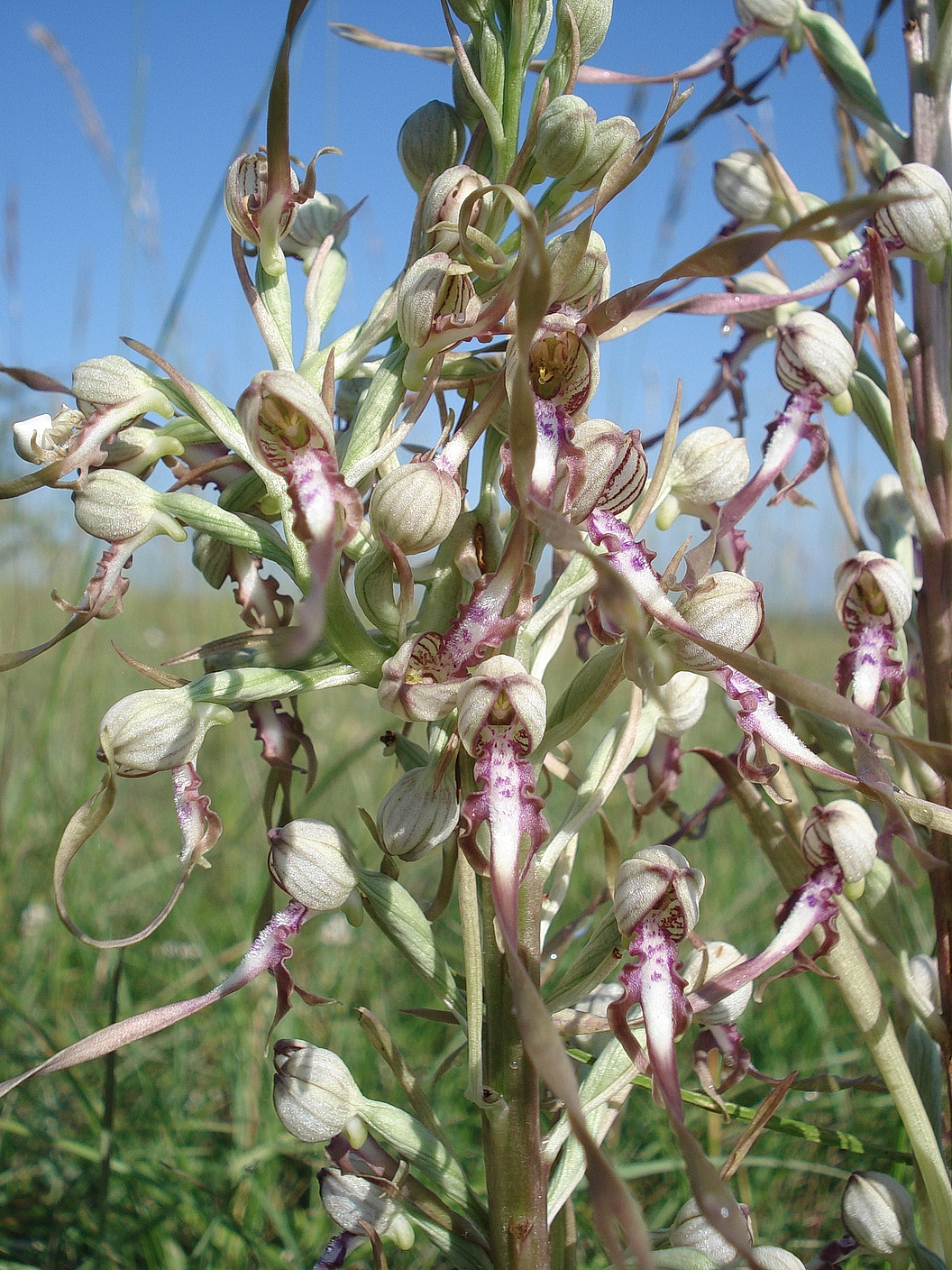 Himantoglossum.adriaticum. Stotzinger Heide 26.Mai 18.JPG