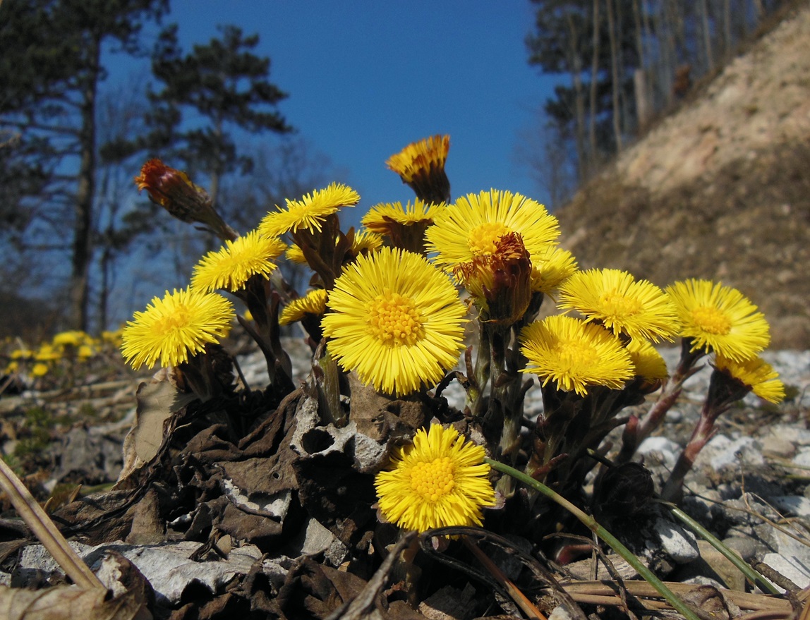 03-13-2017 Tussilago farfara.JPG