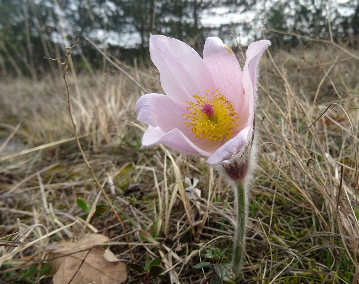 03-15-2024  Pulsatilla grandis, rose.JPG