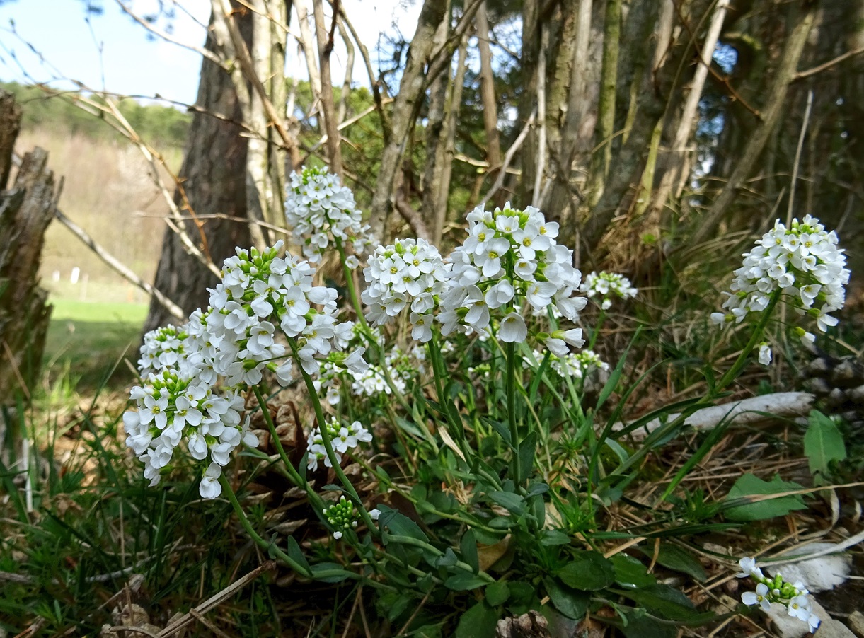 04-15-2022  Thlaspi montanum.JPG