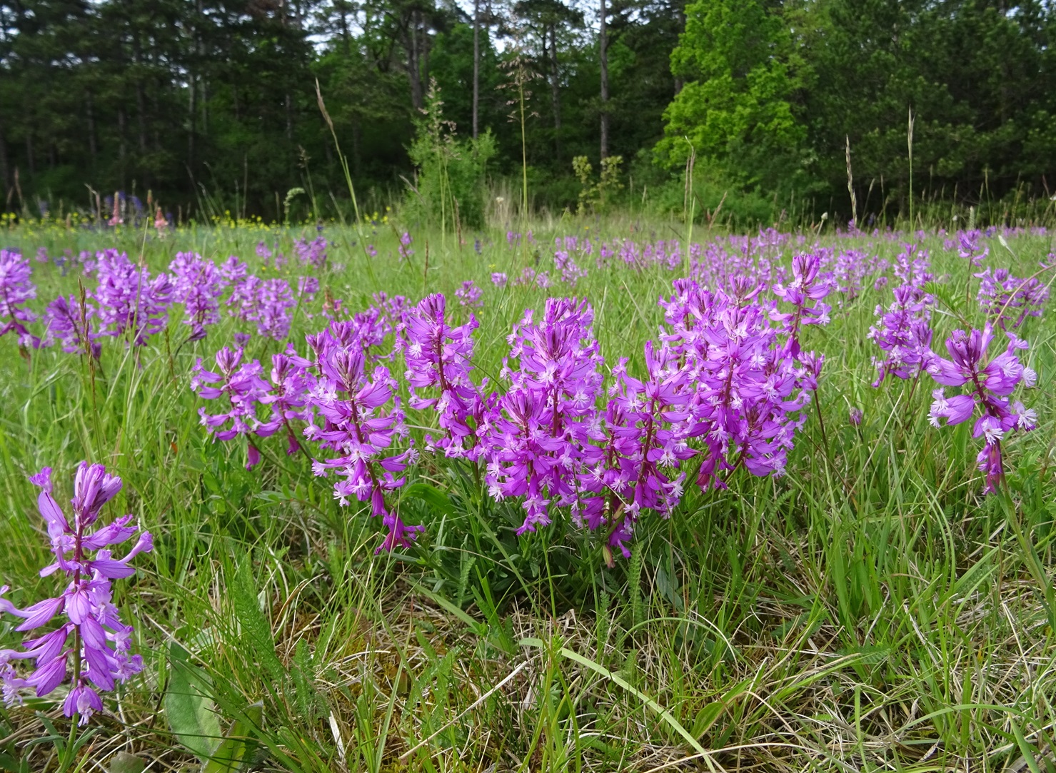 05-05-2020 Polygala major .JPG