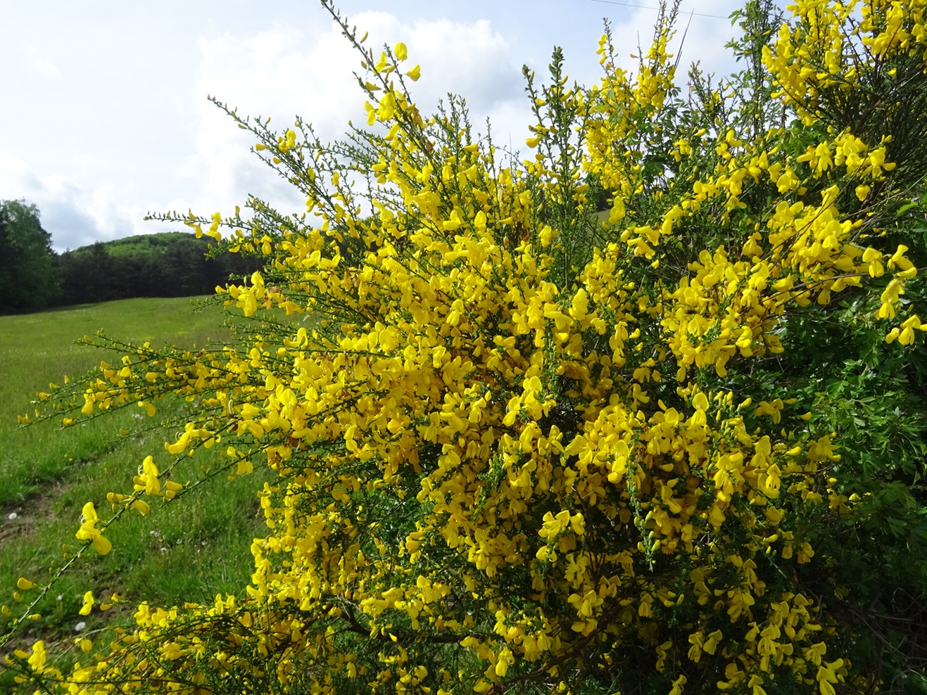 05-09-2019 Cytisus scoparius .JPG