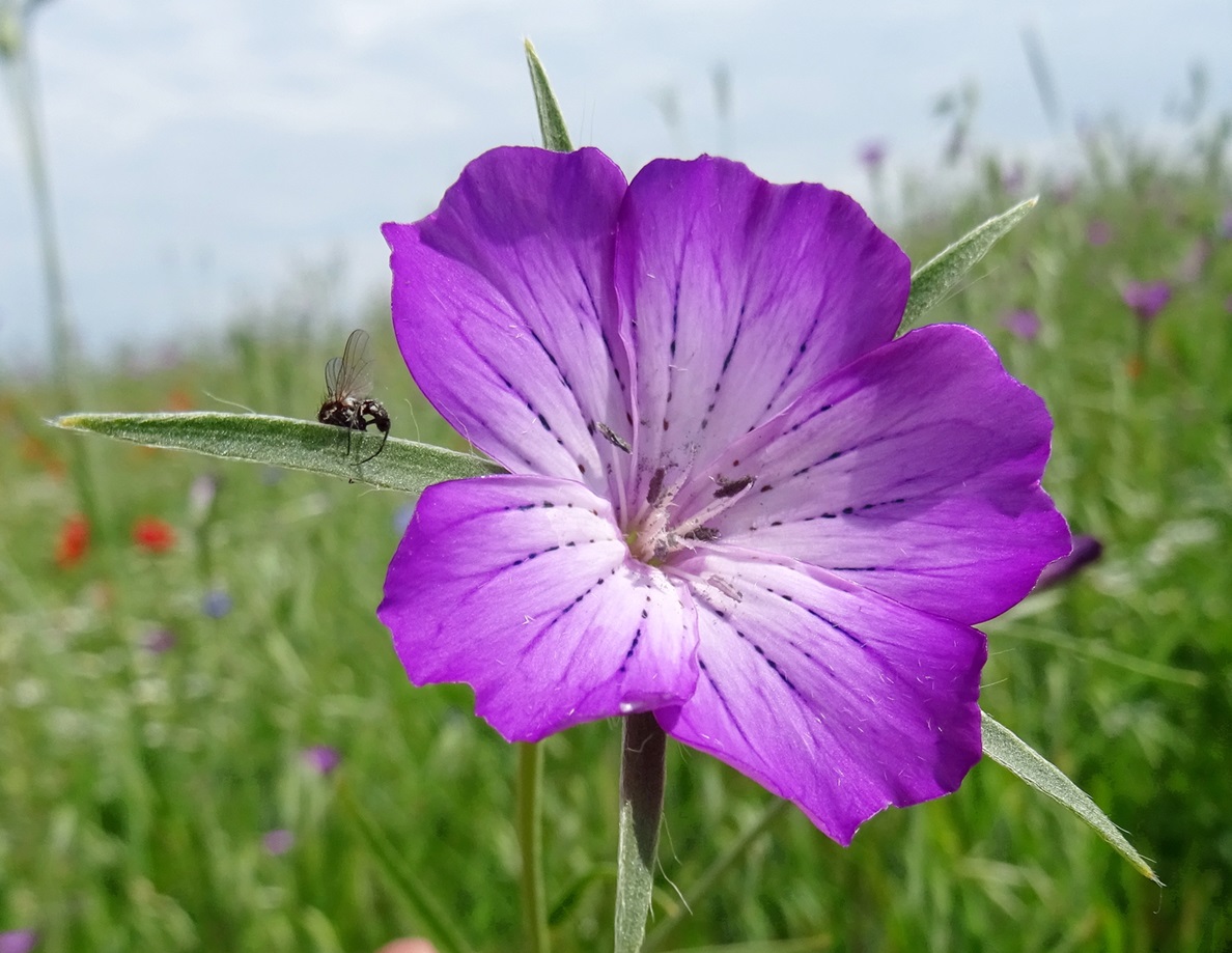 06-14-2023 Agrostemma githago.JPG