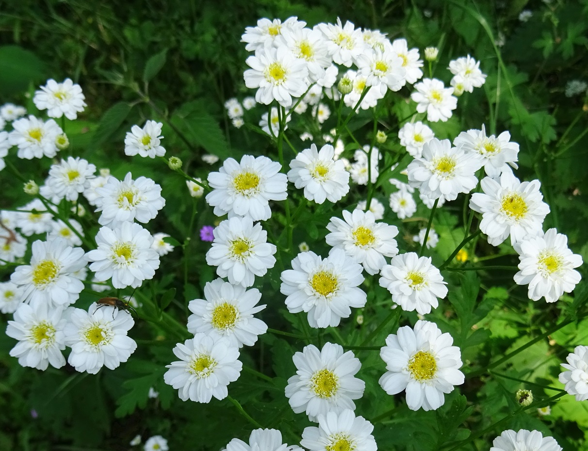 06-19-2023 Tanacetum parthenium.jpg