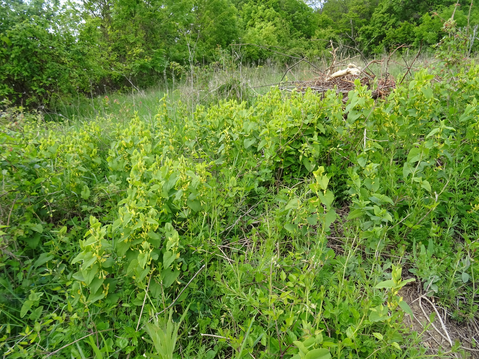 04-25-2024  Aristolochia clematitis.JPG