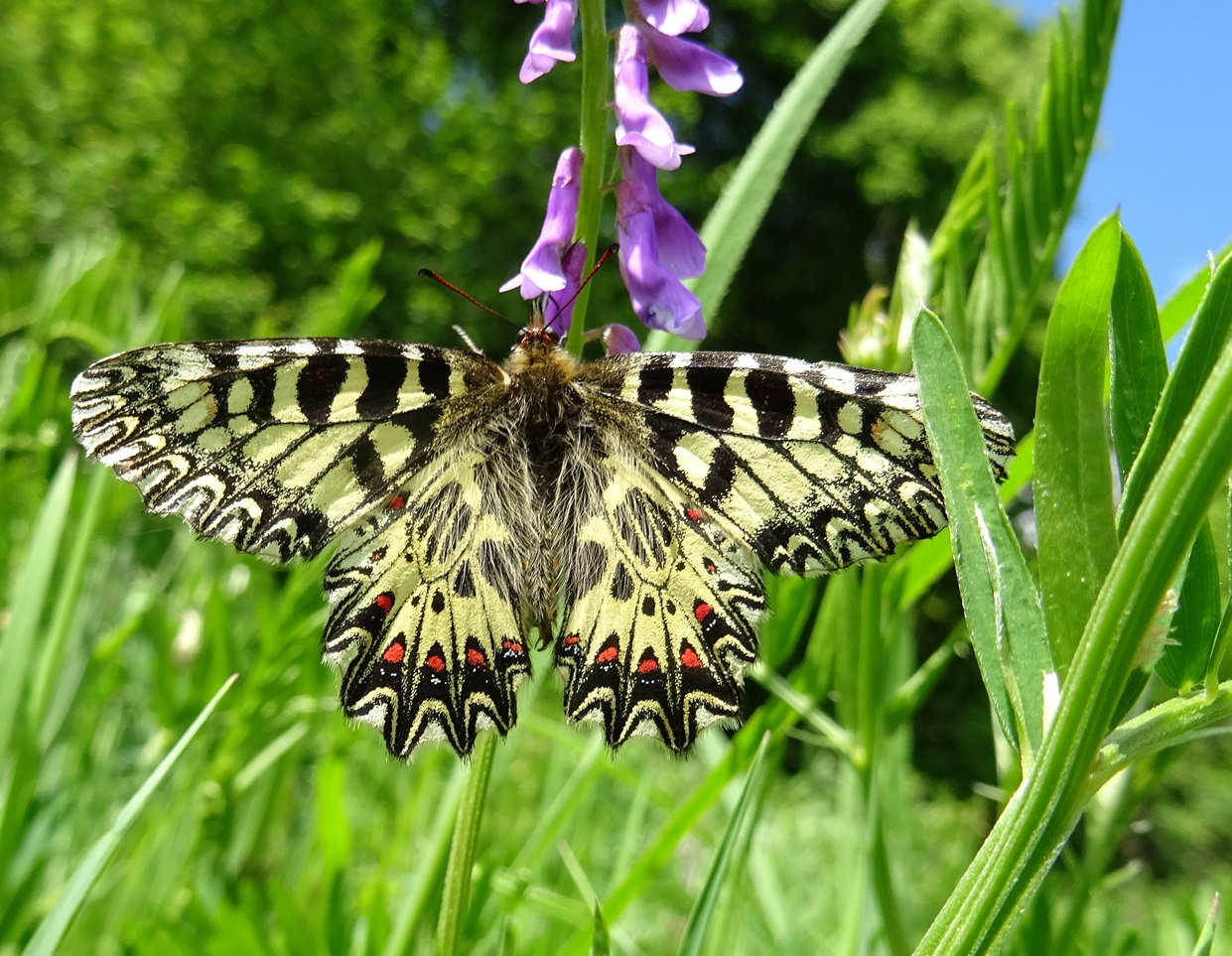04-21-2024 Zerynthia polyxena.JPG