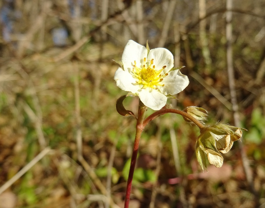 2024-12-28 Fragaria viridis cf.JPG