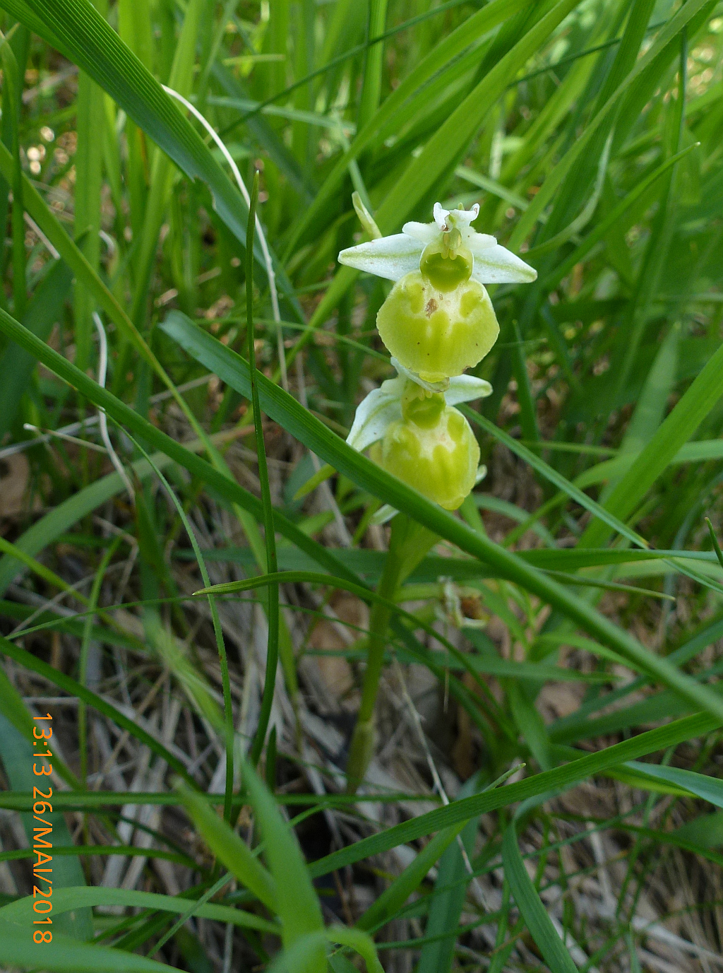 P1610530 Hummel-Ragwurz -Ophrys holoserica ALBINO.JPG