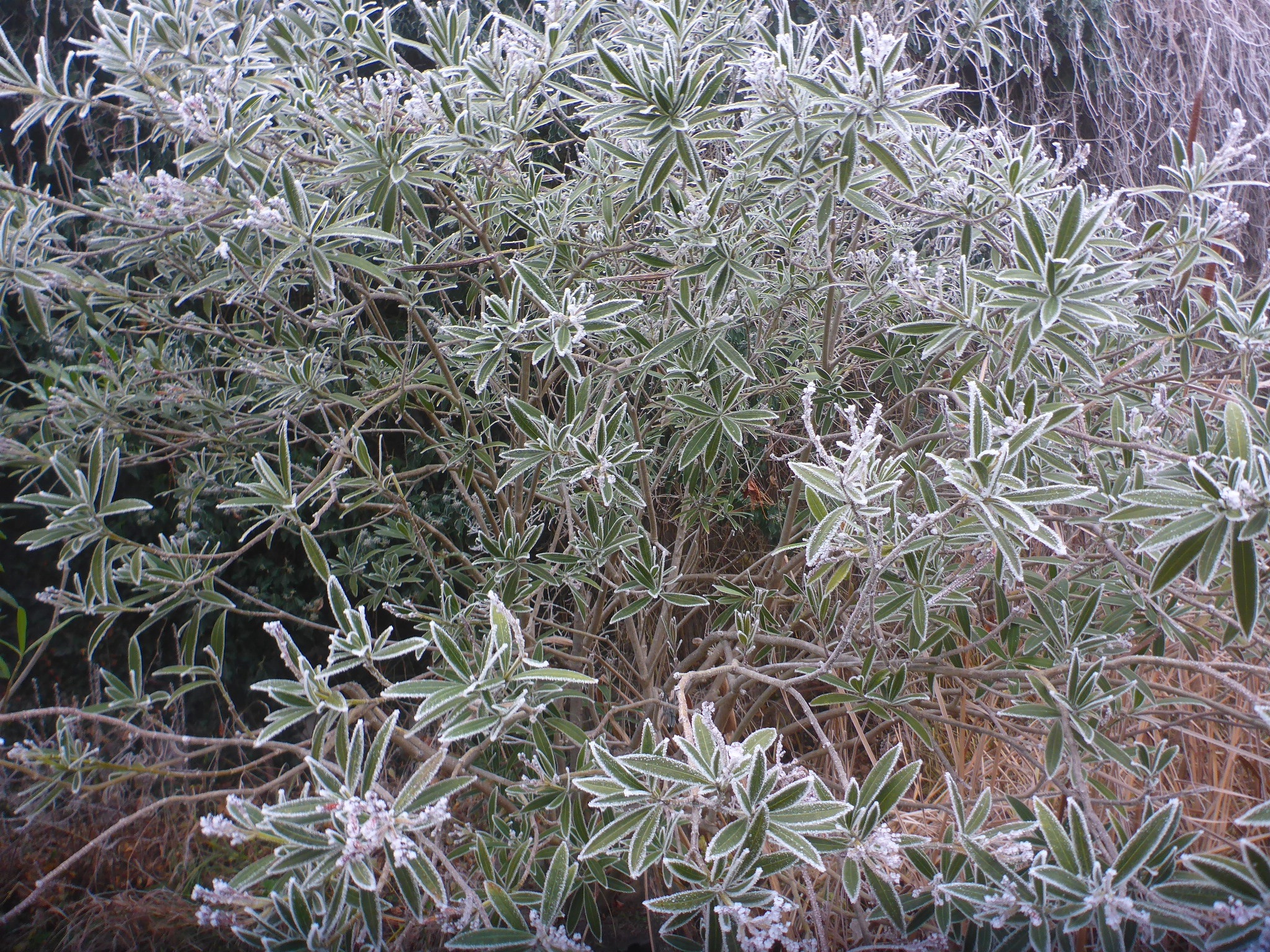 P3350847 prellenkirchen-mitte, nerium oleander, 2024-12-31.jpg