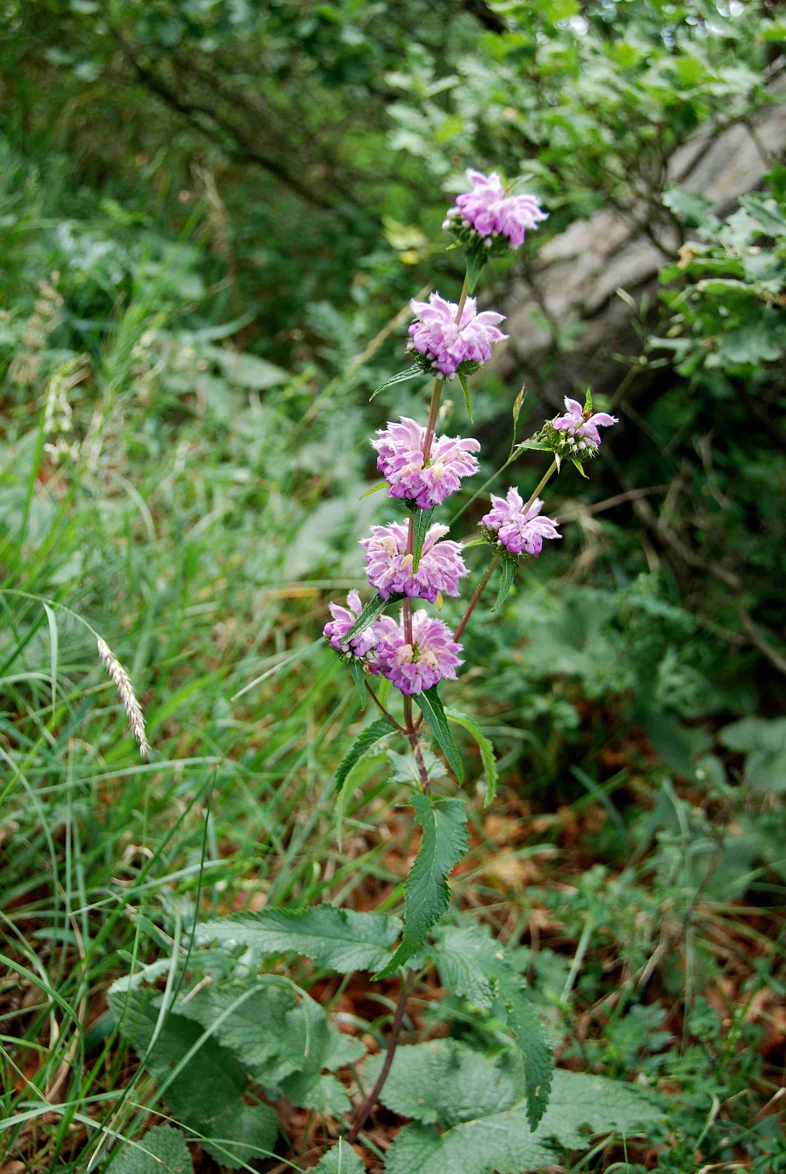 Eichkogel - Mödling - 25052018-(36).JPG