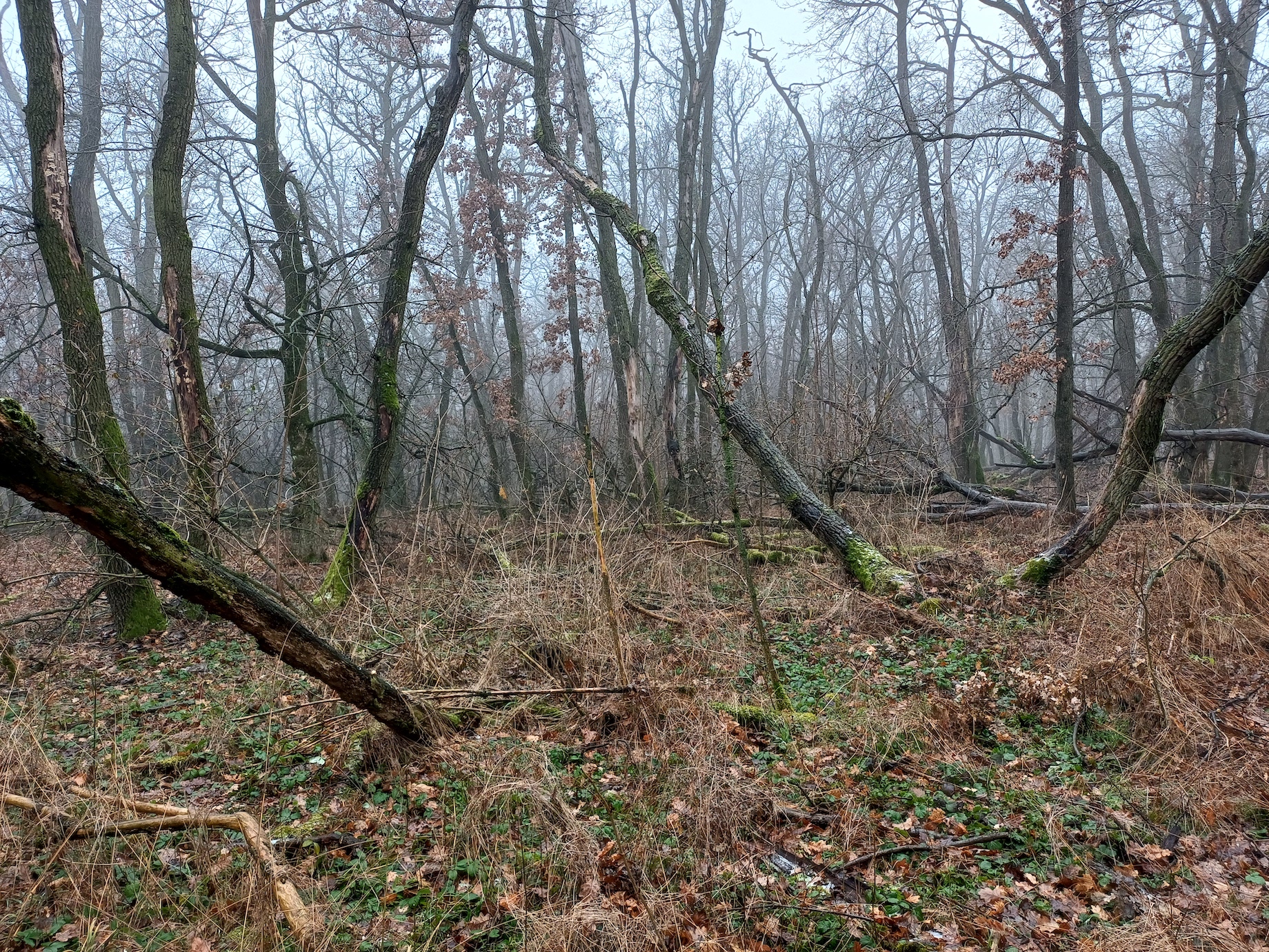 höchstenbühel rauchenwarth 20250106_115309.jpg