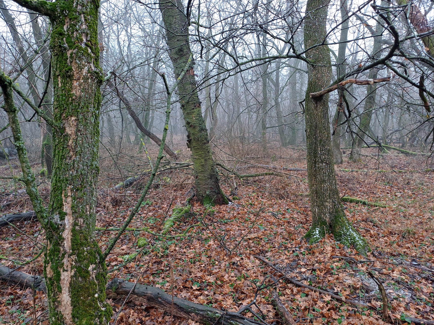 höchstenbühel rauchenwarth 20250106_115315.jpg