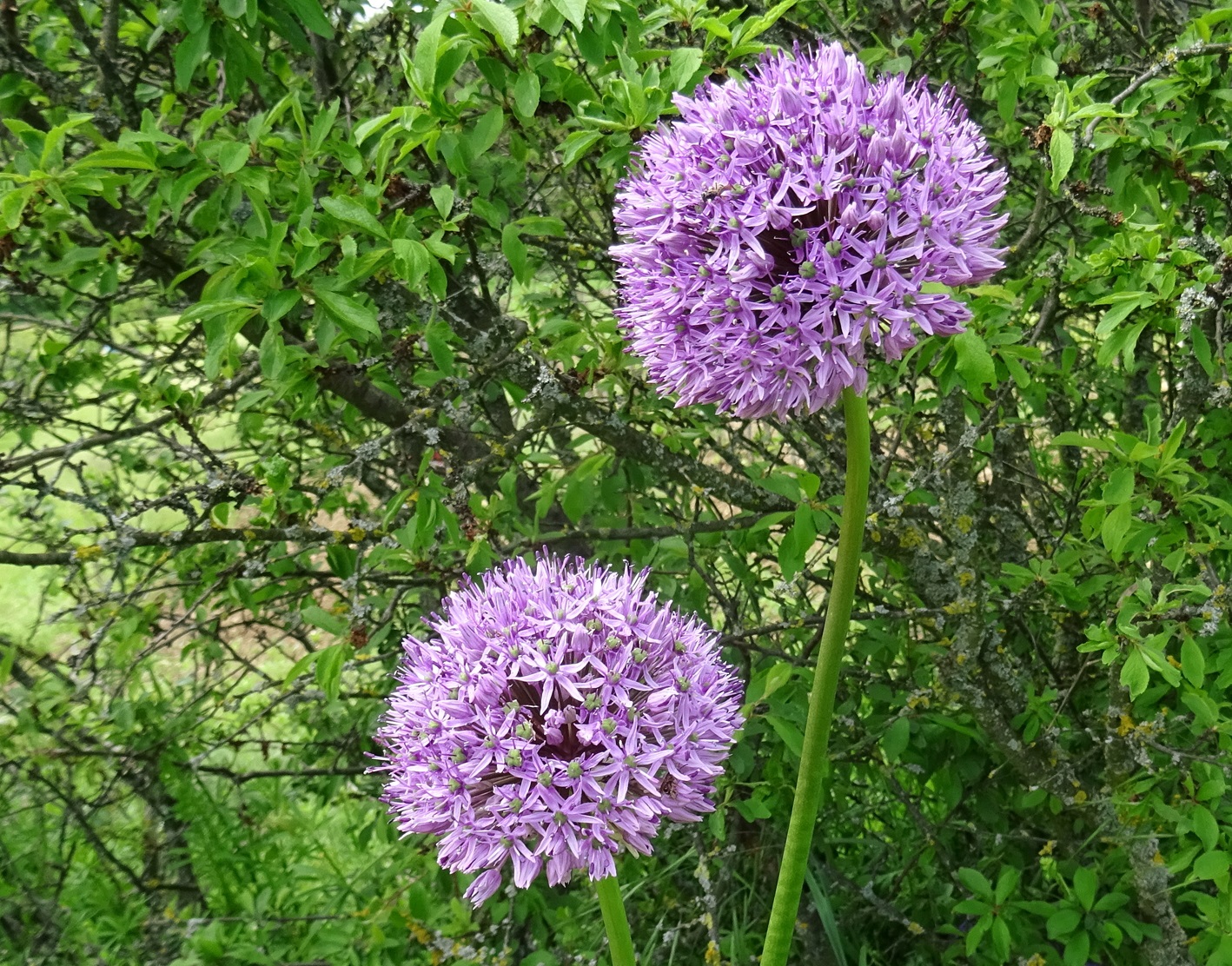 2023-05-15 DSC03458 Allium macleanii Baker , Hoher Lauch.JPG