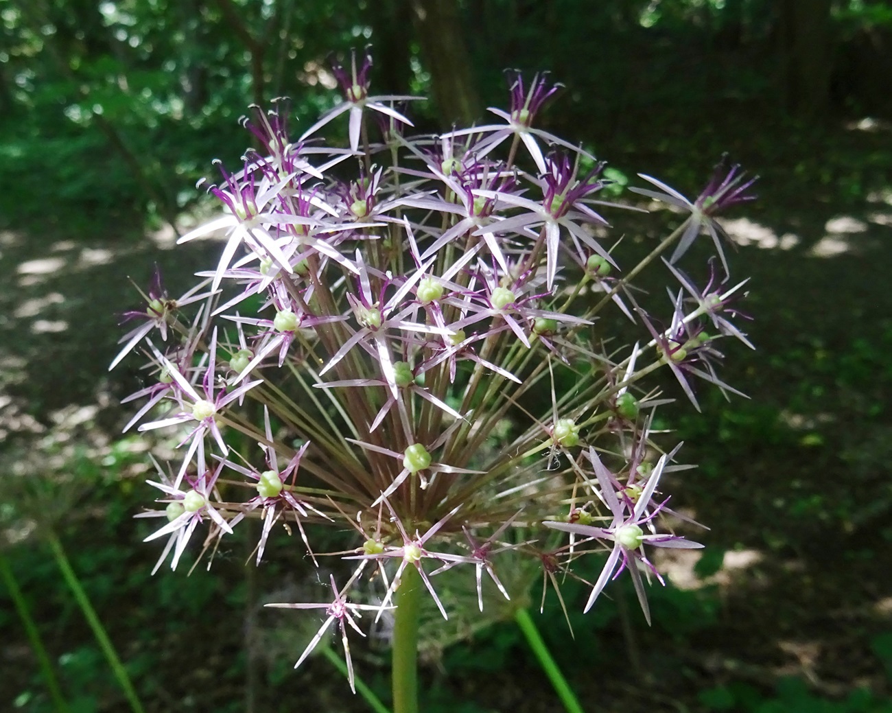 Allium christophii 4.6.22.JPG
