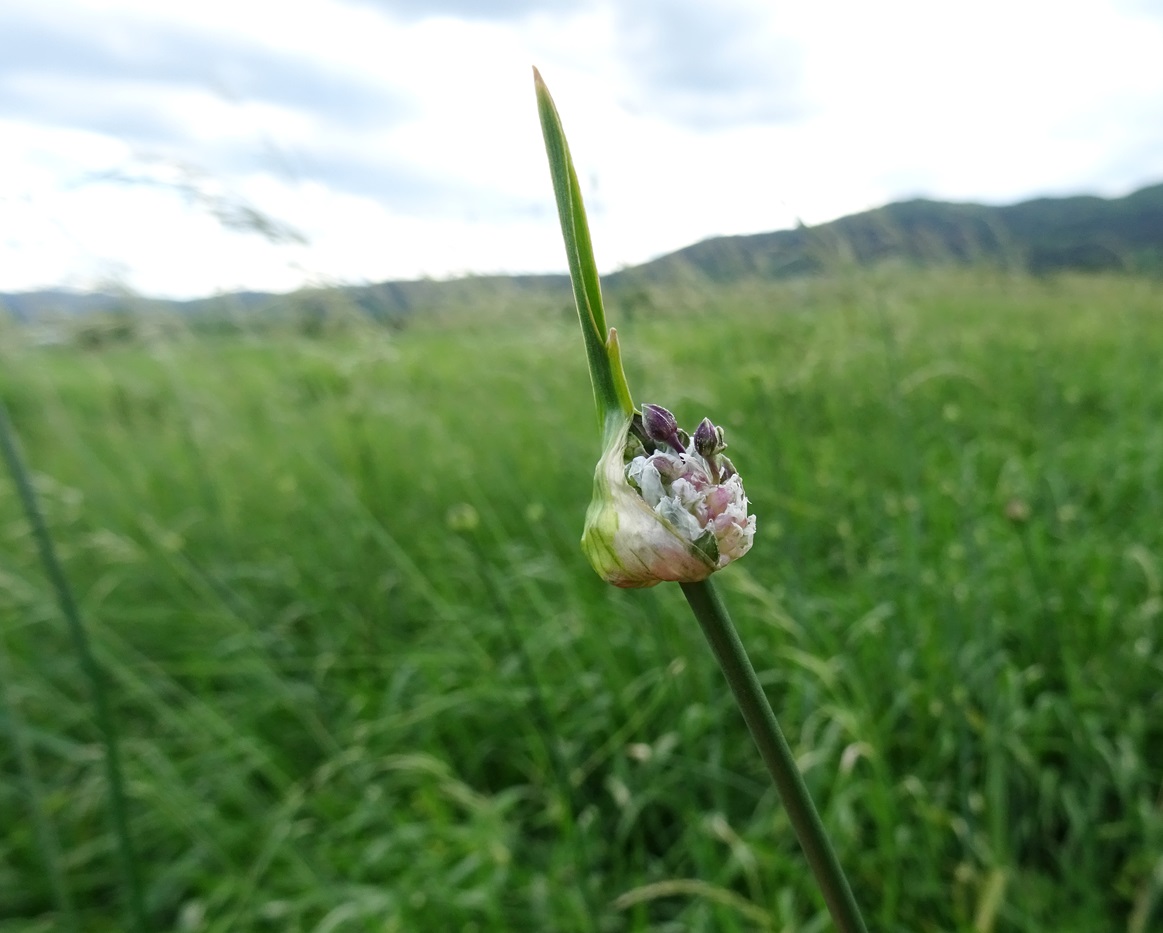 2022-05-28 Pfaffstätten.JPG