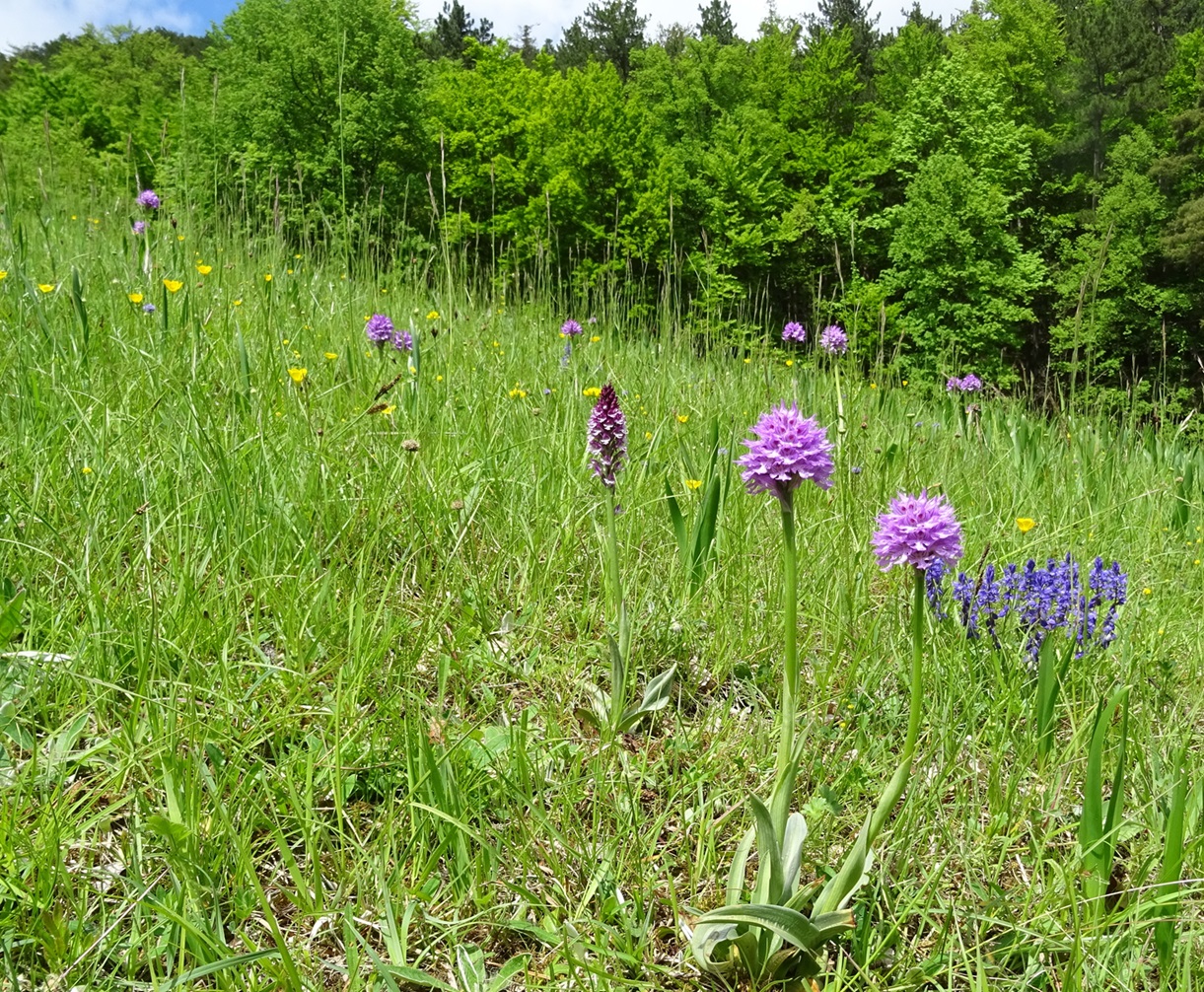 05-18-2021 Triestingtal.JPG