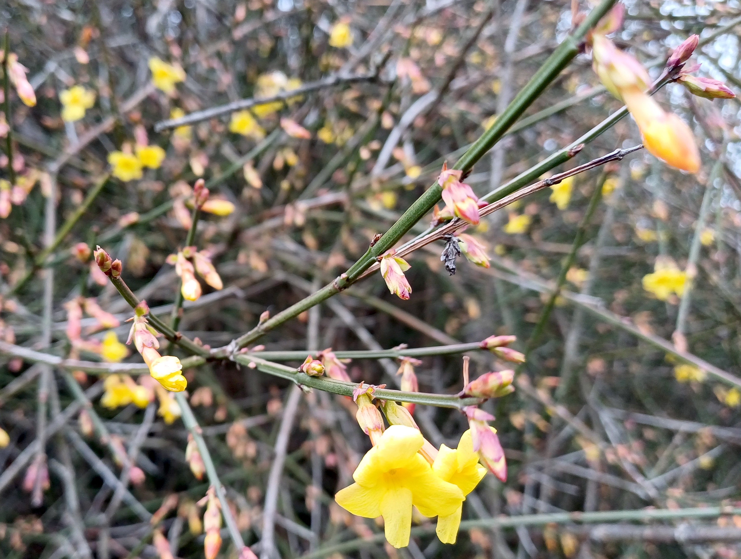 jasminum nudiflorum donauinsel wehr 2 20250112_122254.jpg