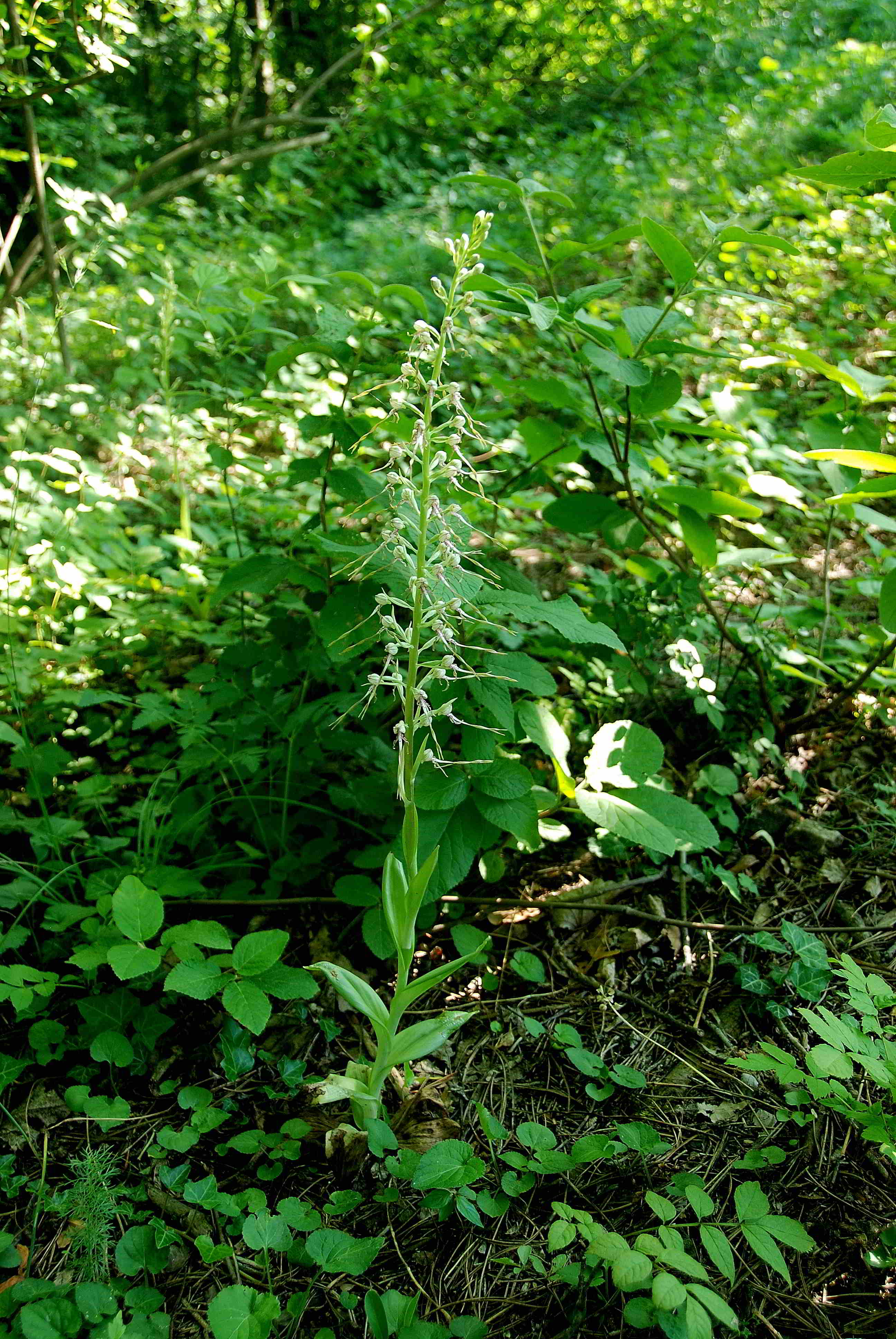 Perchtoldsdorf - Hochberg-26052018-(10).JPG