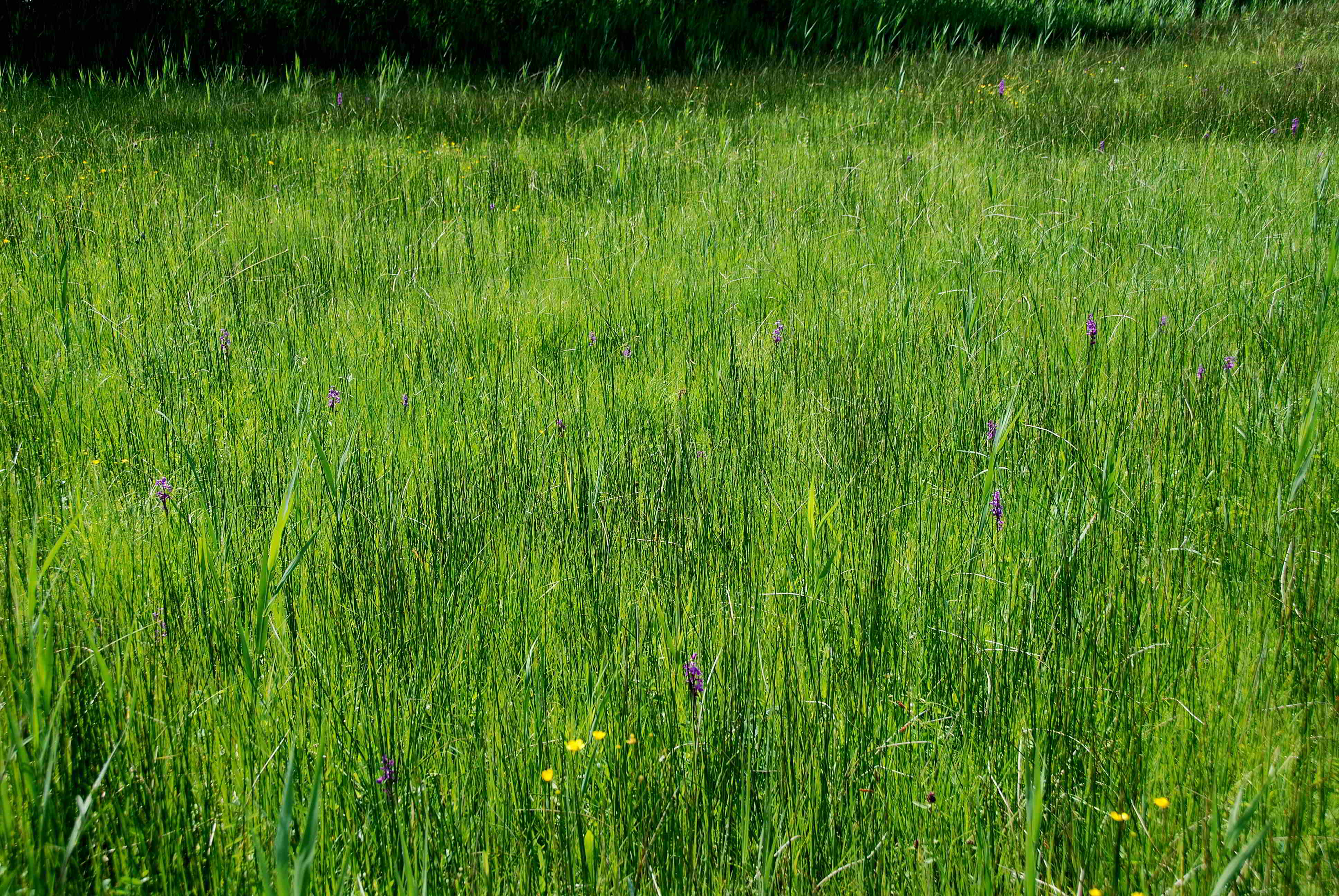 Pischelsdorfer Wiese-27052018-(17).JPG