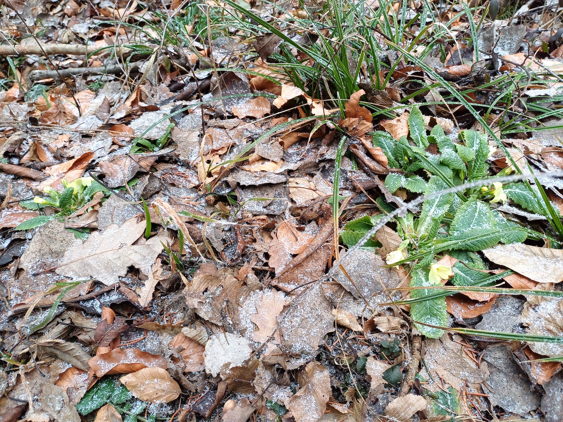primula vulgaris breitenfurt vorderer kaufberg 20250119_123814 Kopie.jpg