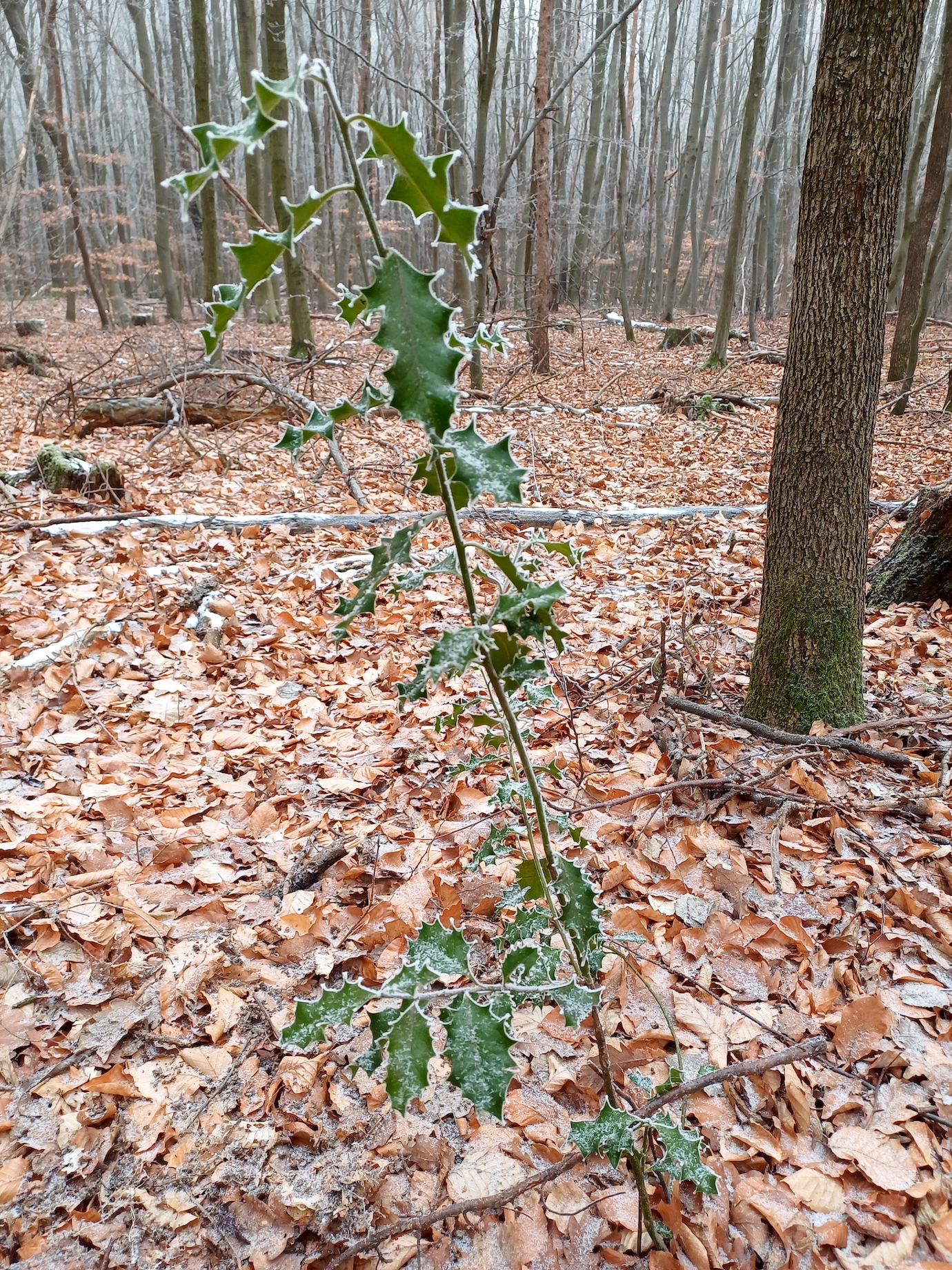ilex aquifolium breitenfurt vorderer kaufberg 20250119_115722 Kopie.jpg