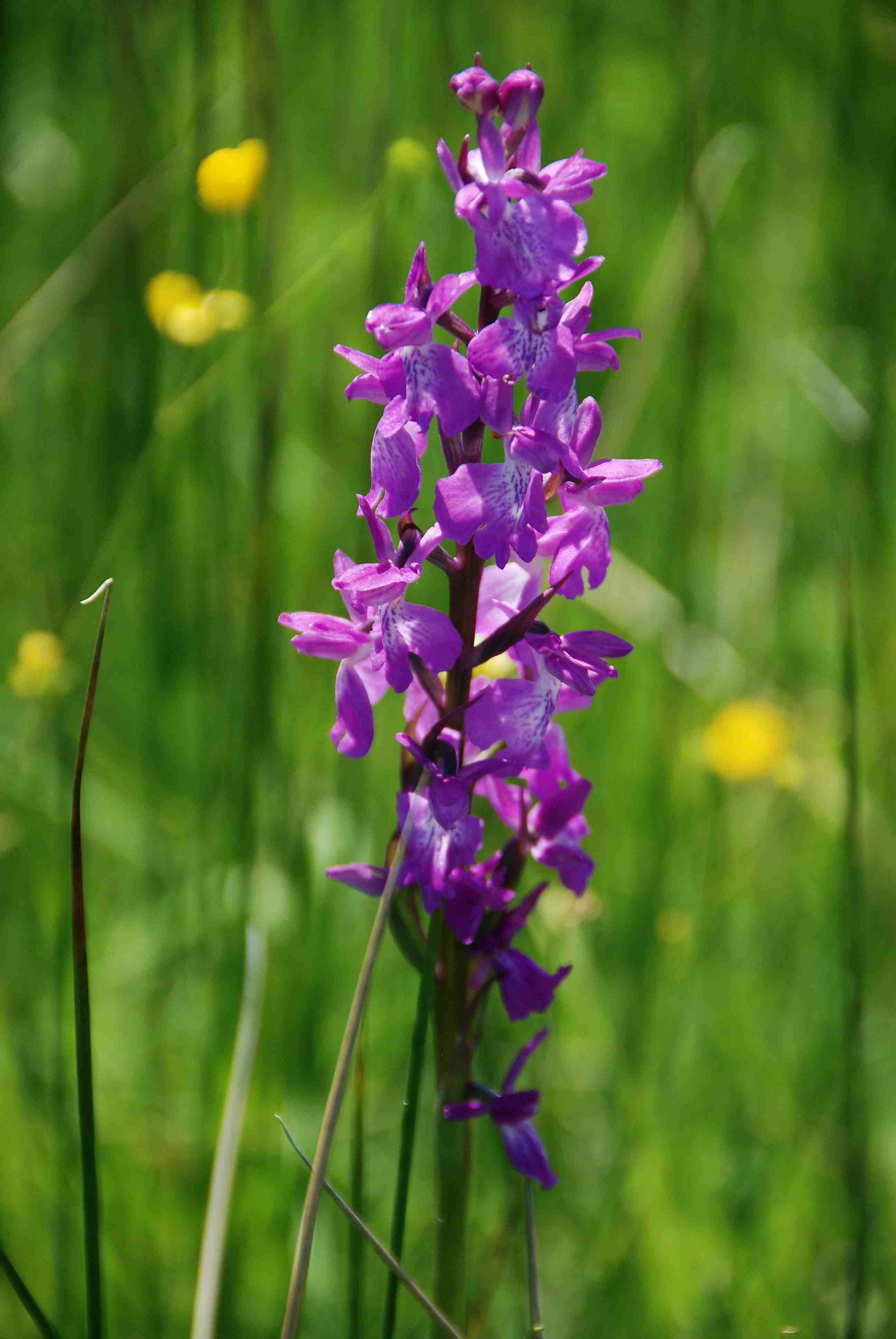 Pischelsdorfer Wiese-27052018-(22).JPG