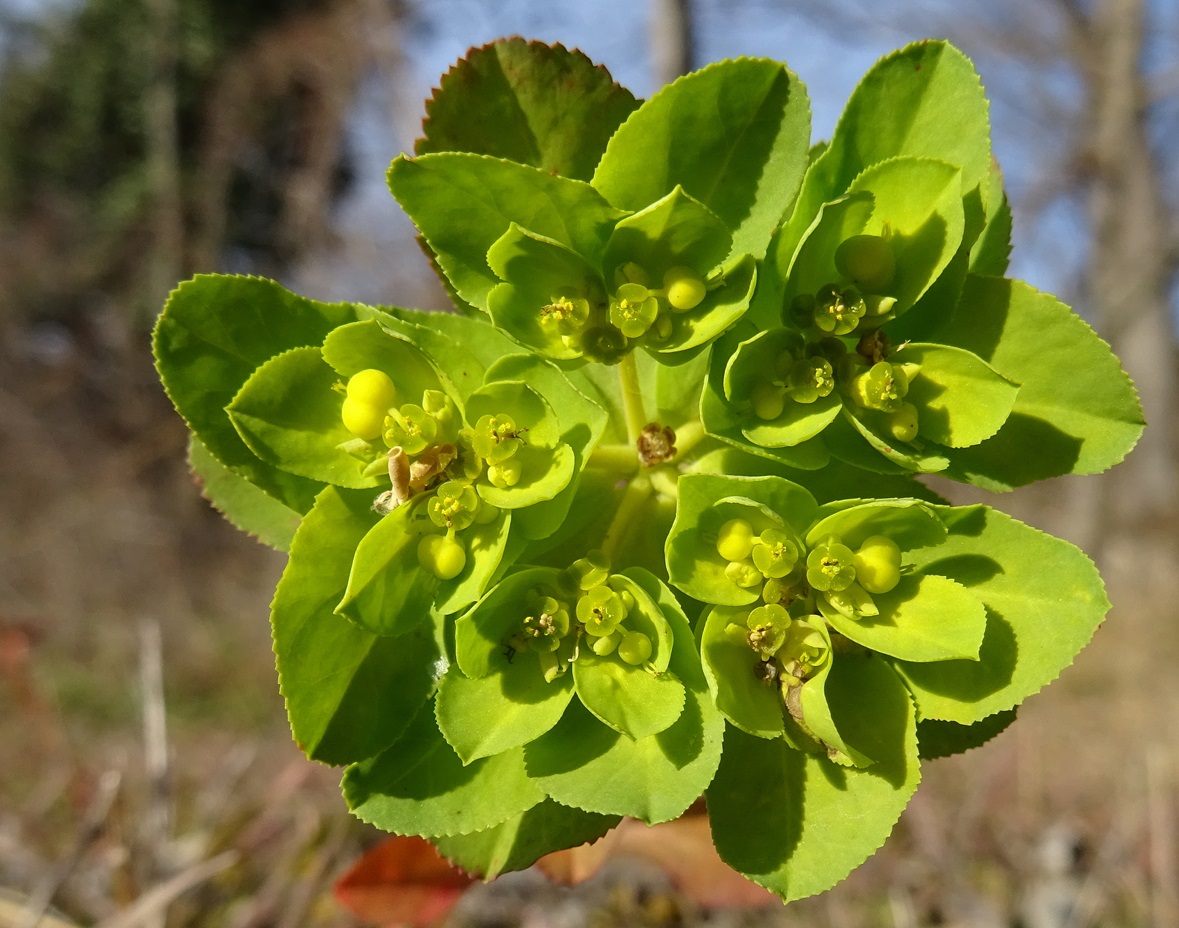 2025-01-24 DSC02290 Euphorbia helioscopia.JPG