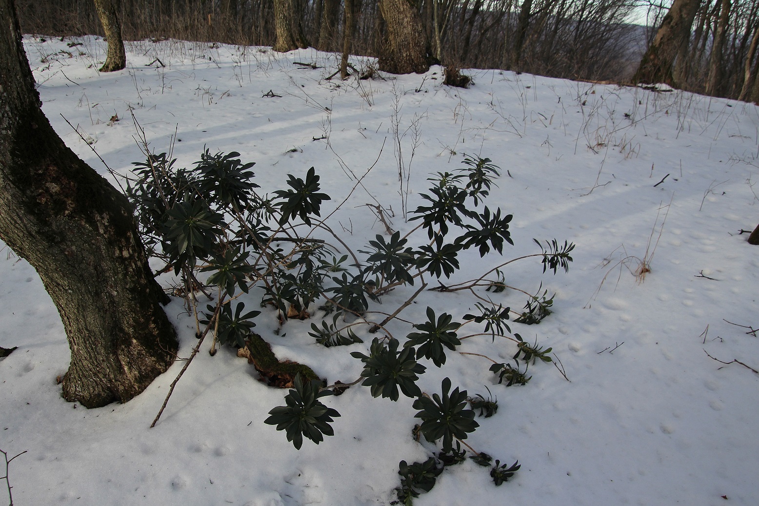 Kltg - 24012025 - (27) - Daphne laureaola.JPG