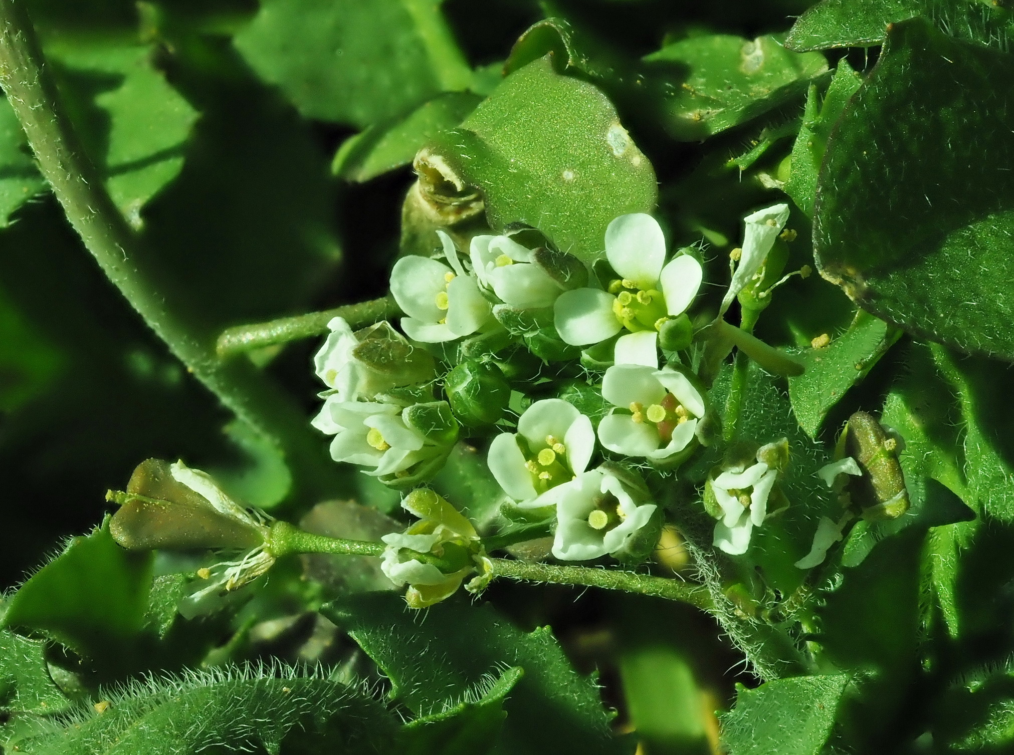 Capsella bursa-pastoris.JPG