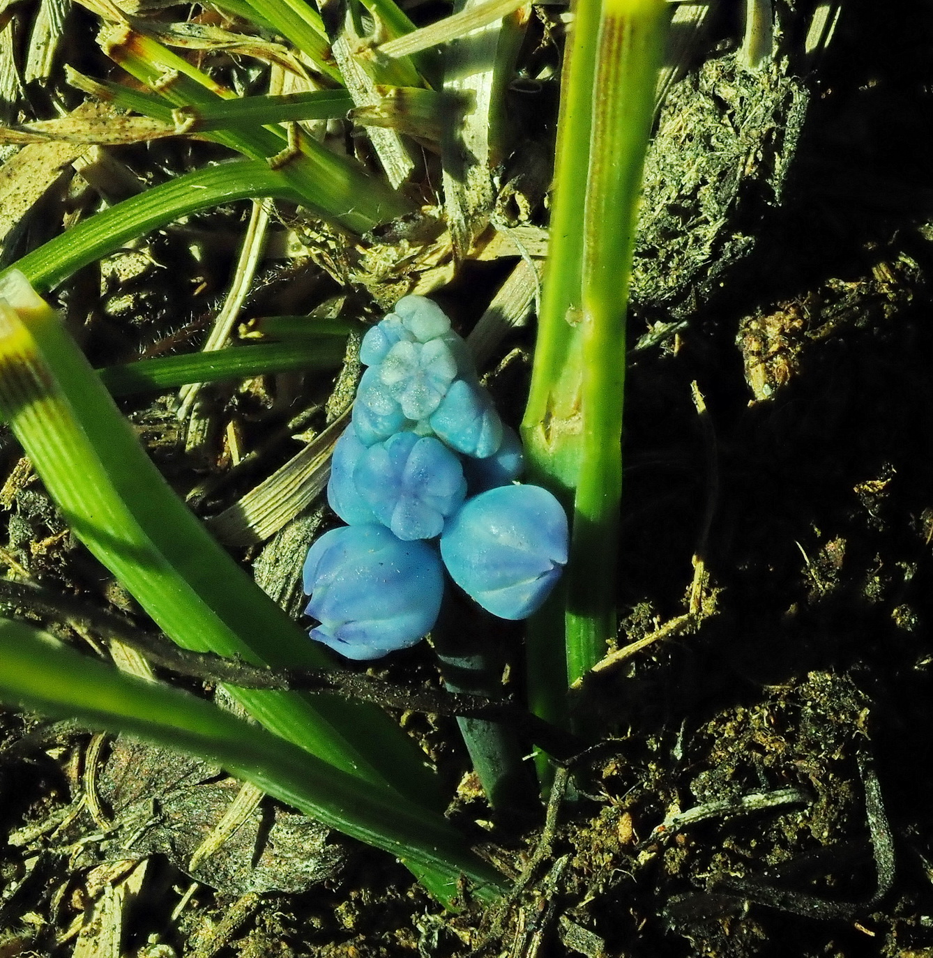 Muscari azureum 1.JPG