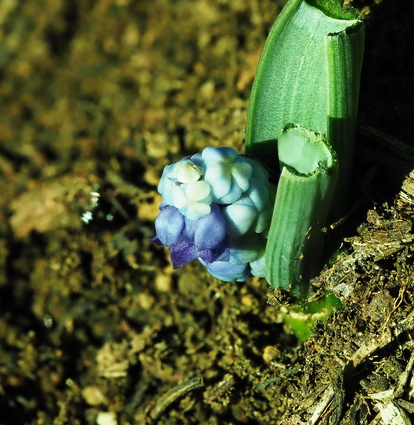 Muscari azureum 2.JPG