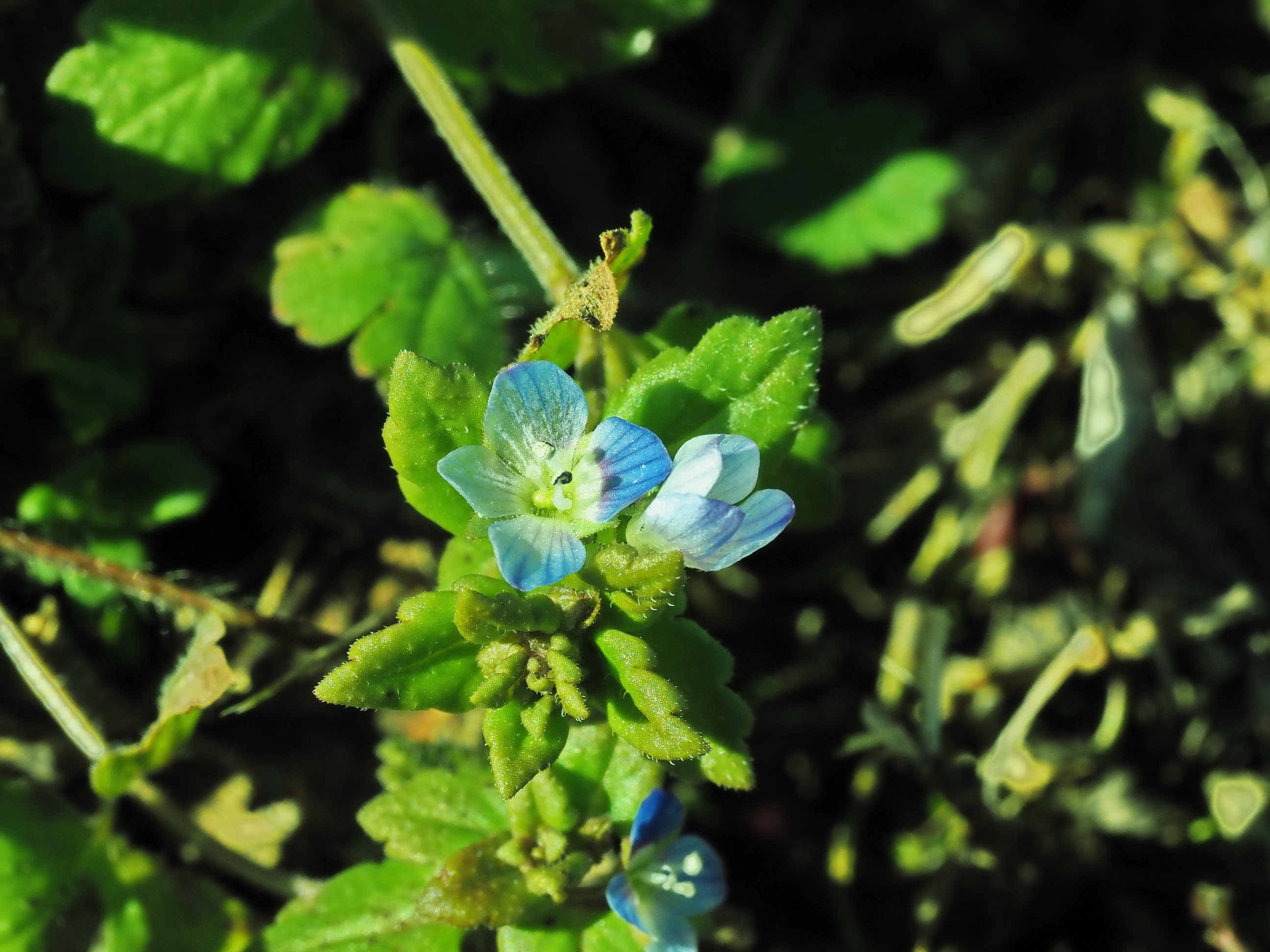 Veronica persica.JPG