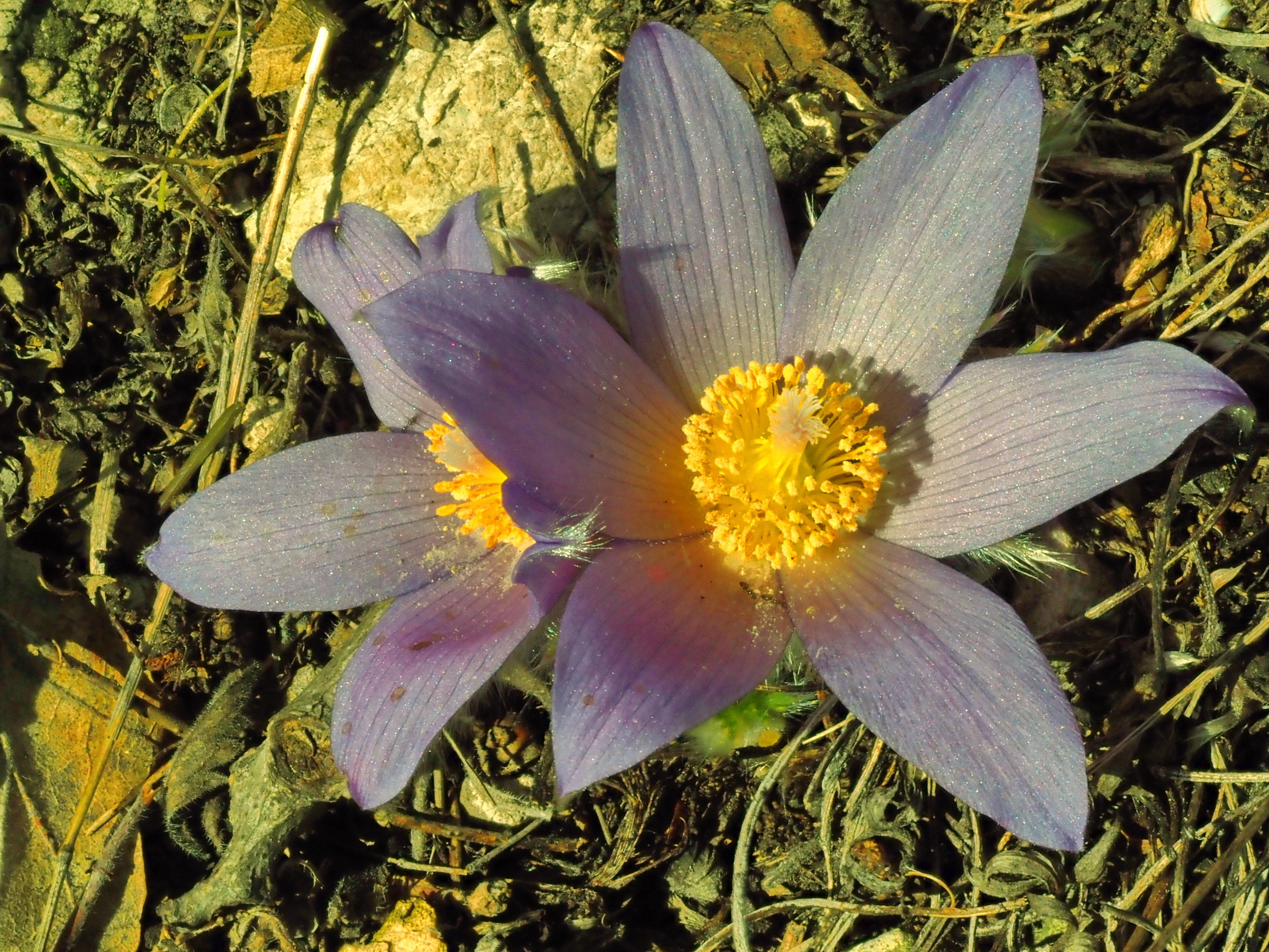 Pulsatilla grandis.JPG