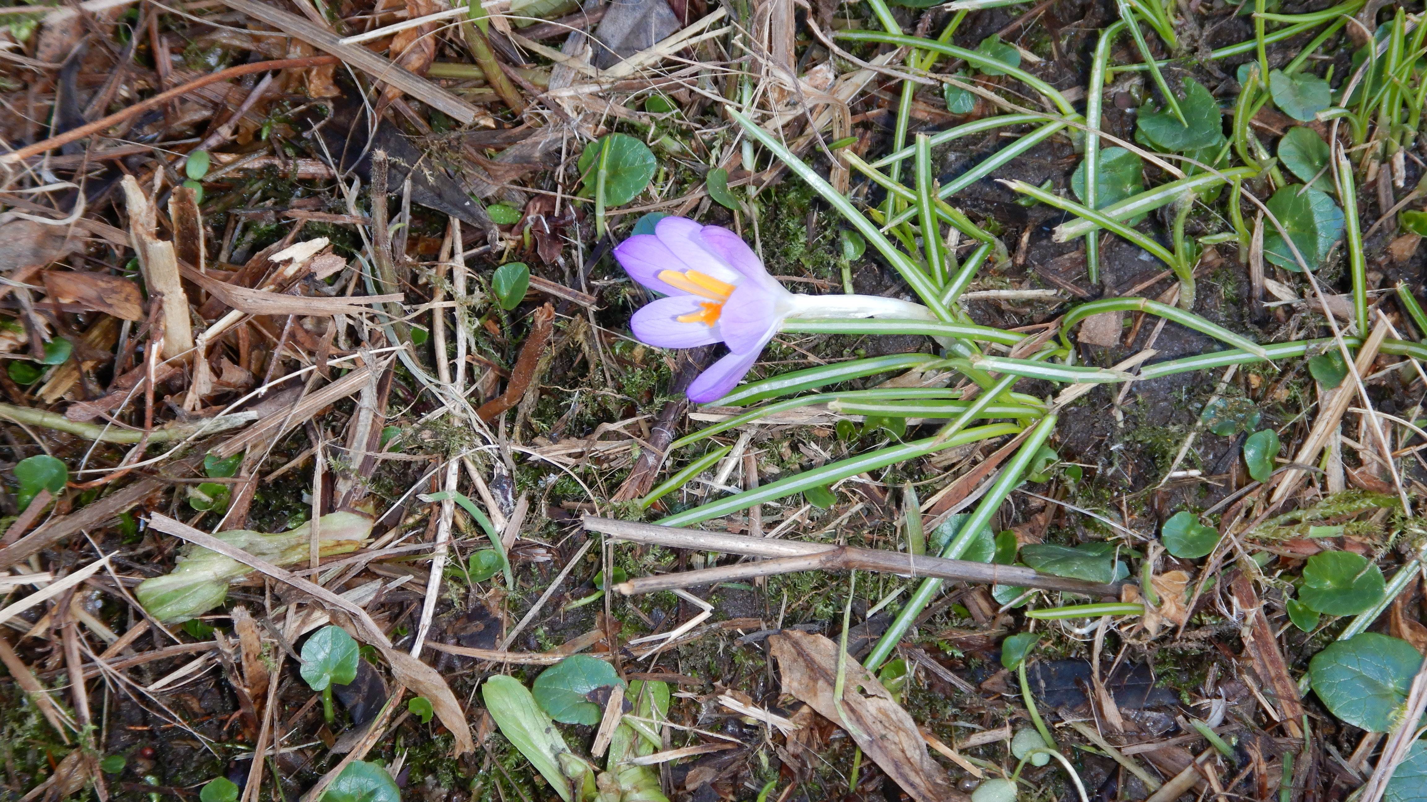 DSCN0133 phäno 2025-01-29 crocus tommasinianus prellenkirchen-mitte.JPG