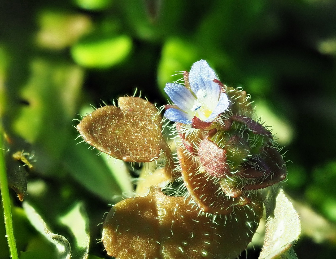 Veronica sublobata.JPG