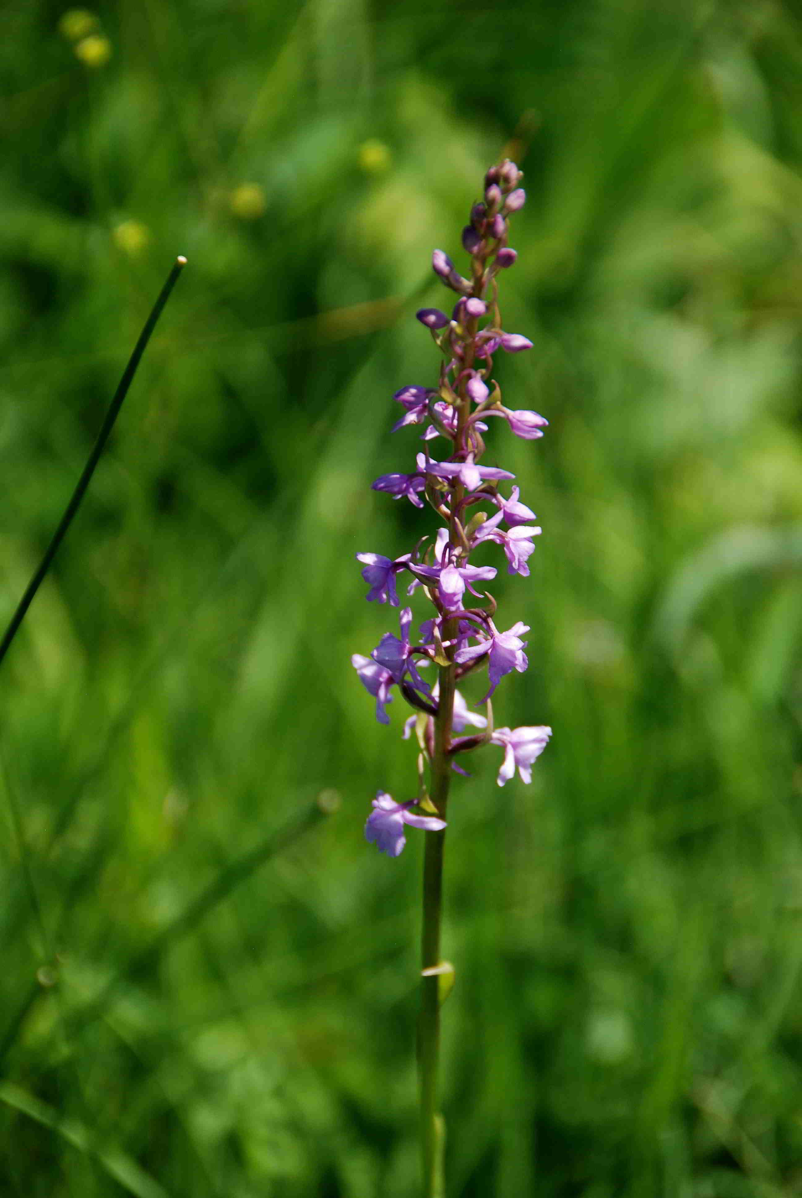 Stotzing-Frohnwiese-27052018-(12).JPG