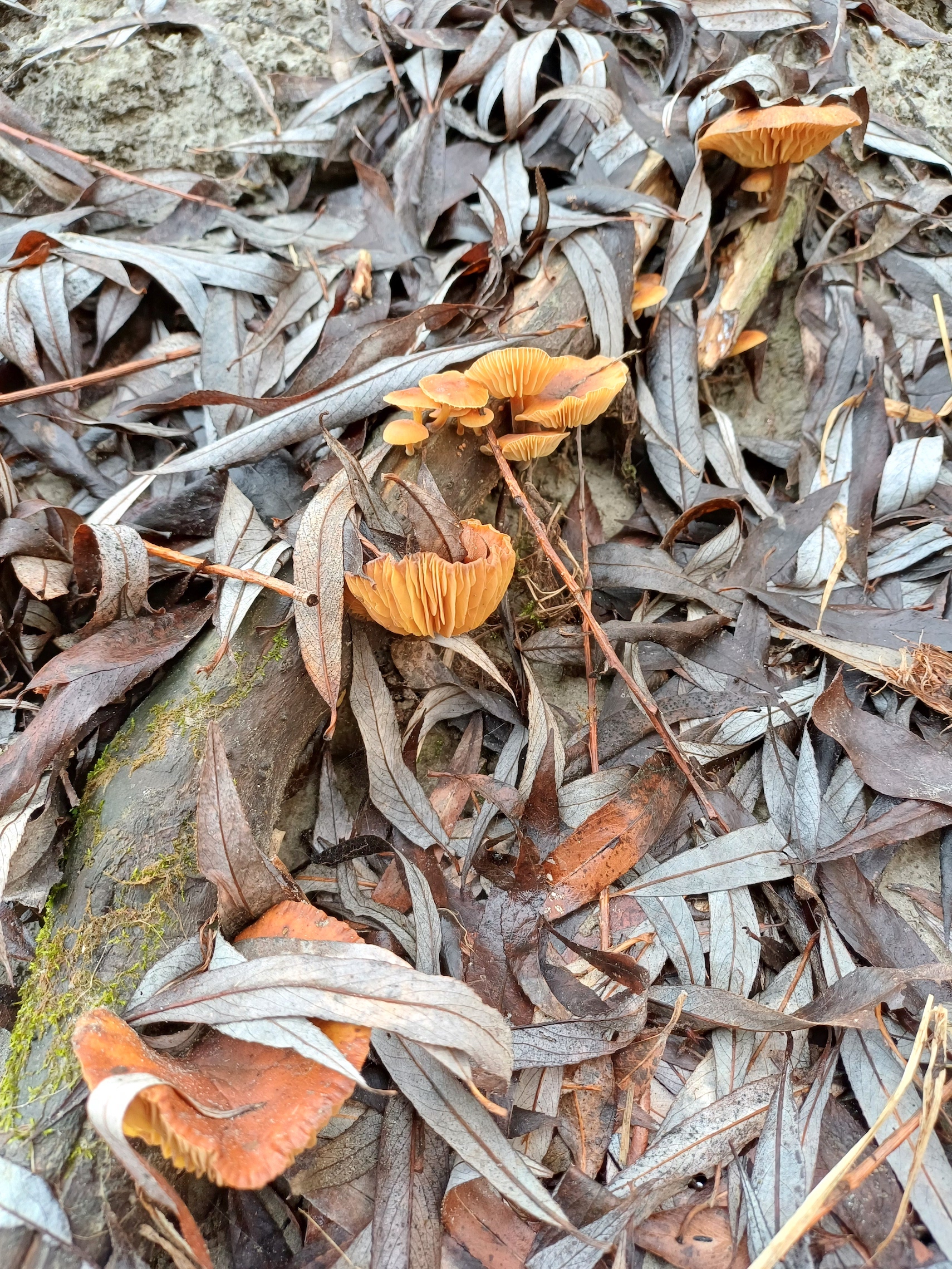 flammulina velutipes regelsbrunn auwald 20250131_095844.jpg