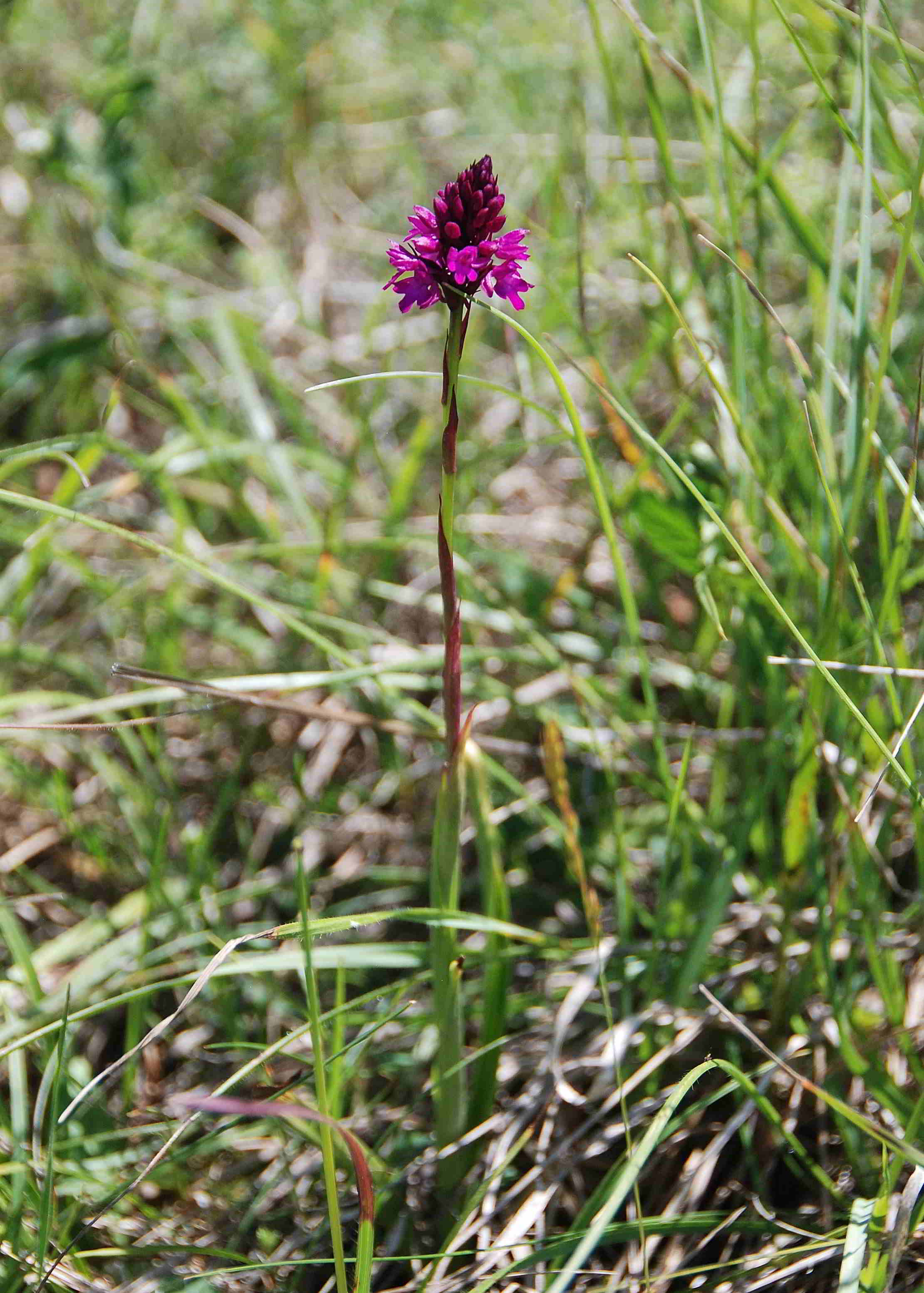 Stotzinger Heide-27052018-(70).JPG