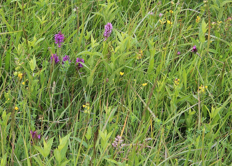 W23 - 18052024 - (2) - Dactylorhiza incarnata - Fleisch-Fingerwurz und Dactylorhiza majalis - Breitblatt-Fingerwurz.JPG