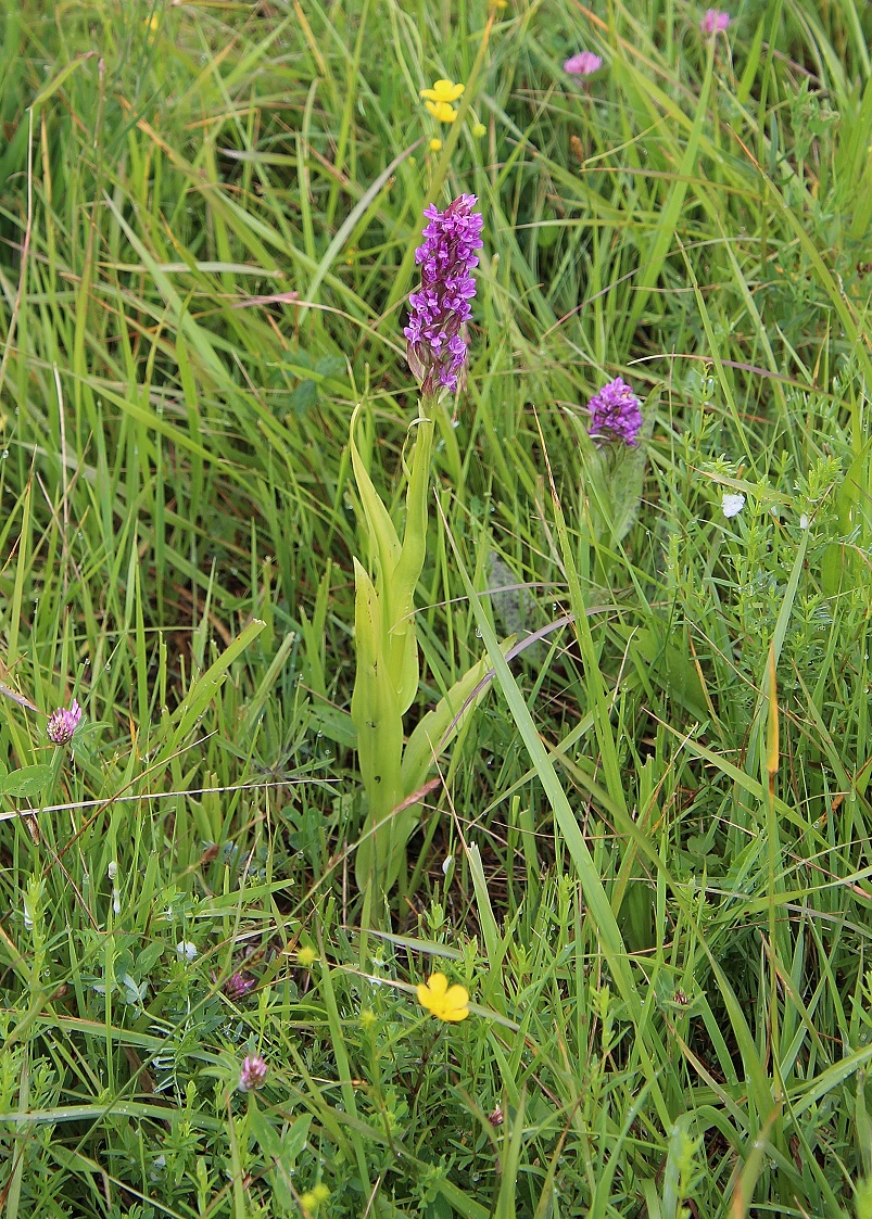 W23 - 18052024 - (8) - Dactylorhiza incarnata - Fleisch-Fingerwurz und Dactylorhiza majalis - Breitblatt-Fingerwurz.JPG