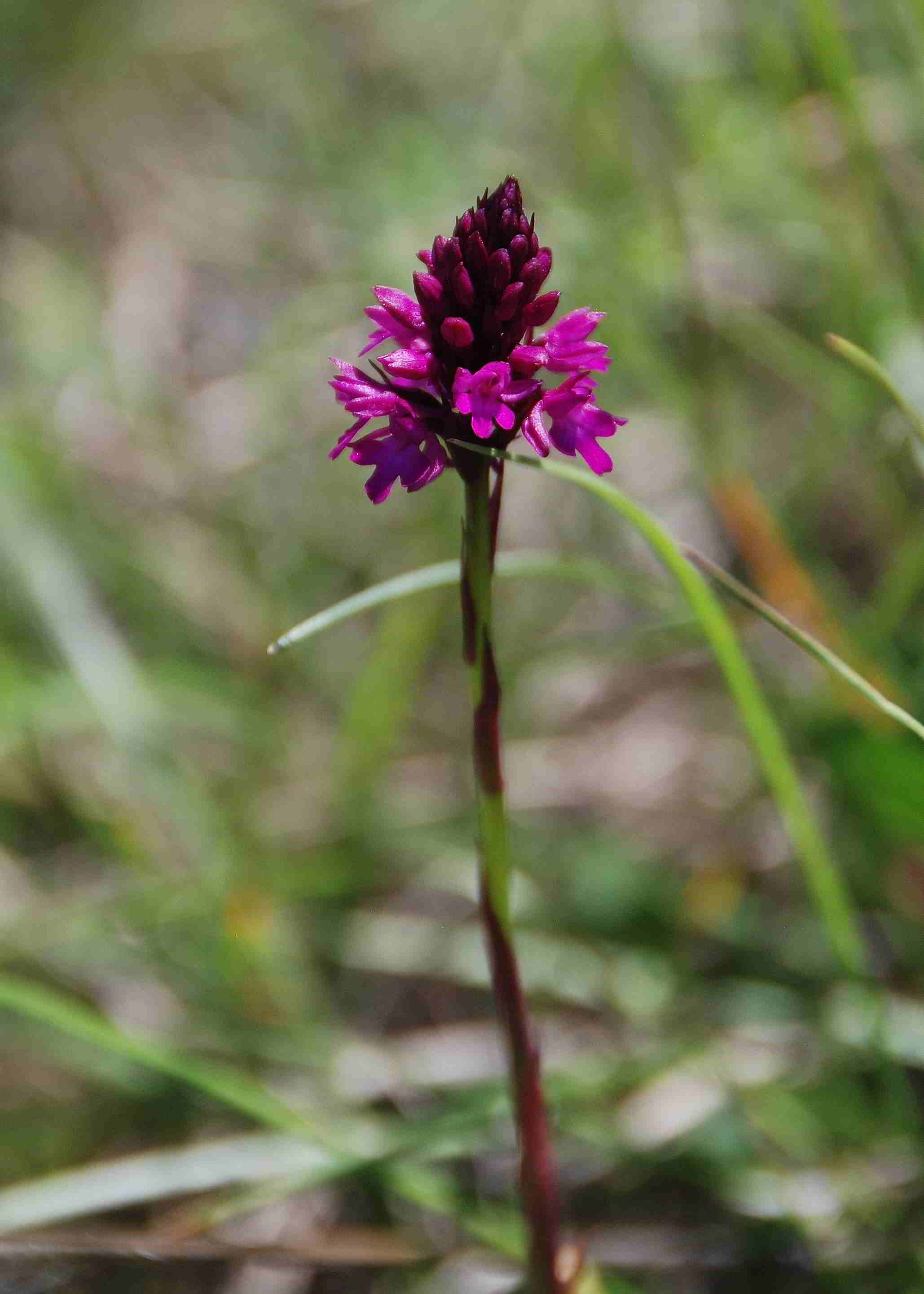 Stotzinger Heide-27052018-(71).JPG