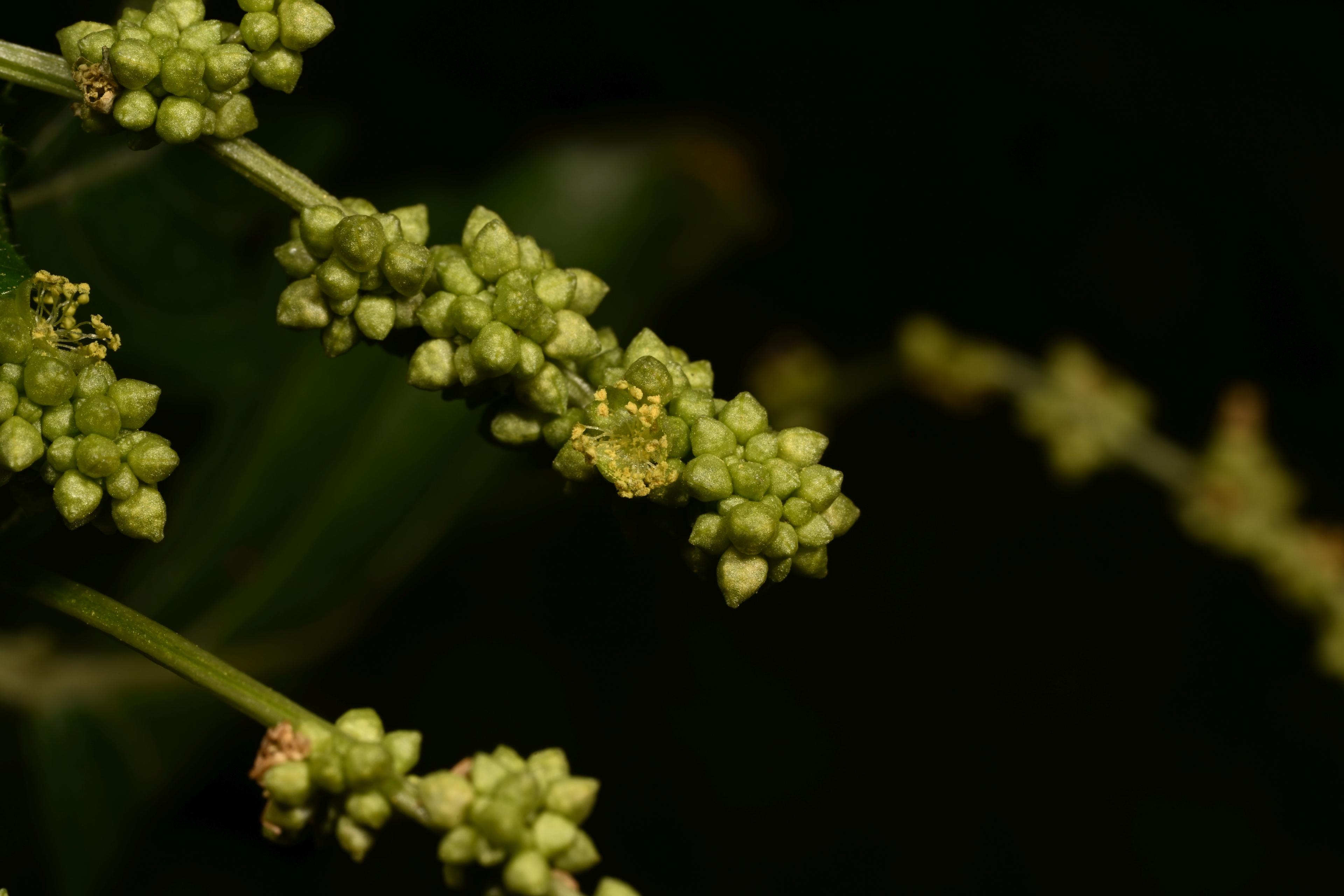 DSC_2400 RS.jpg