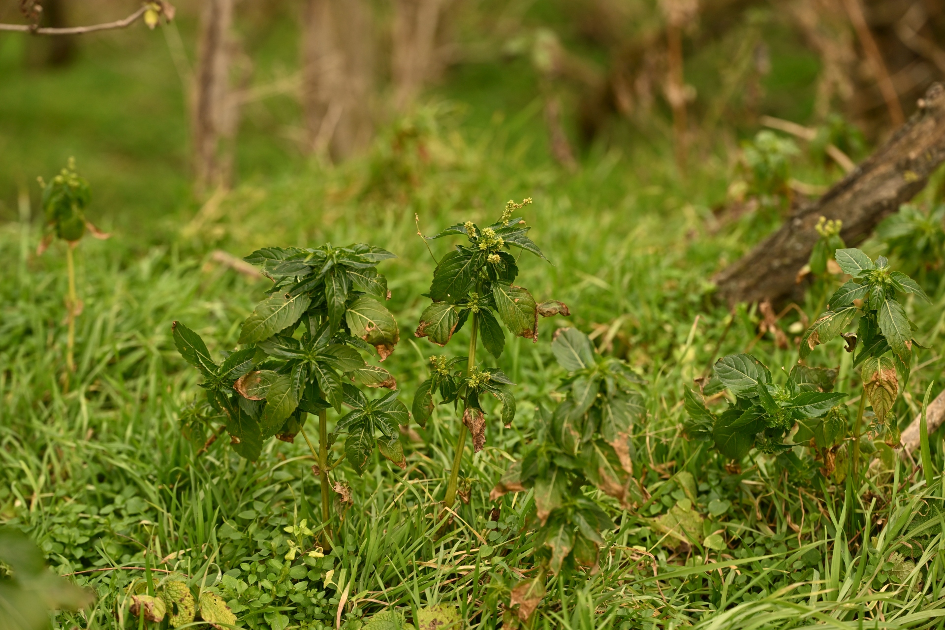 DSC_2403 RS.jpg