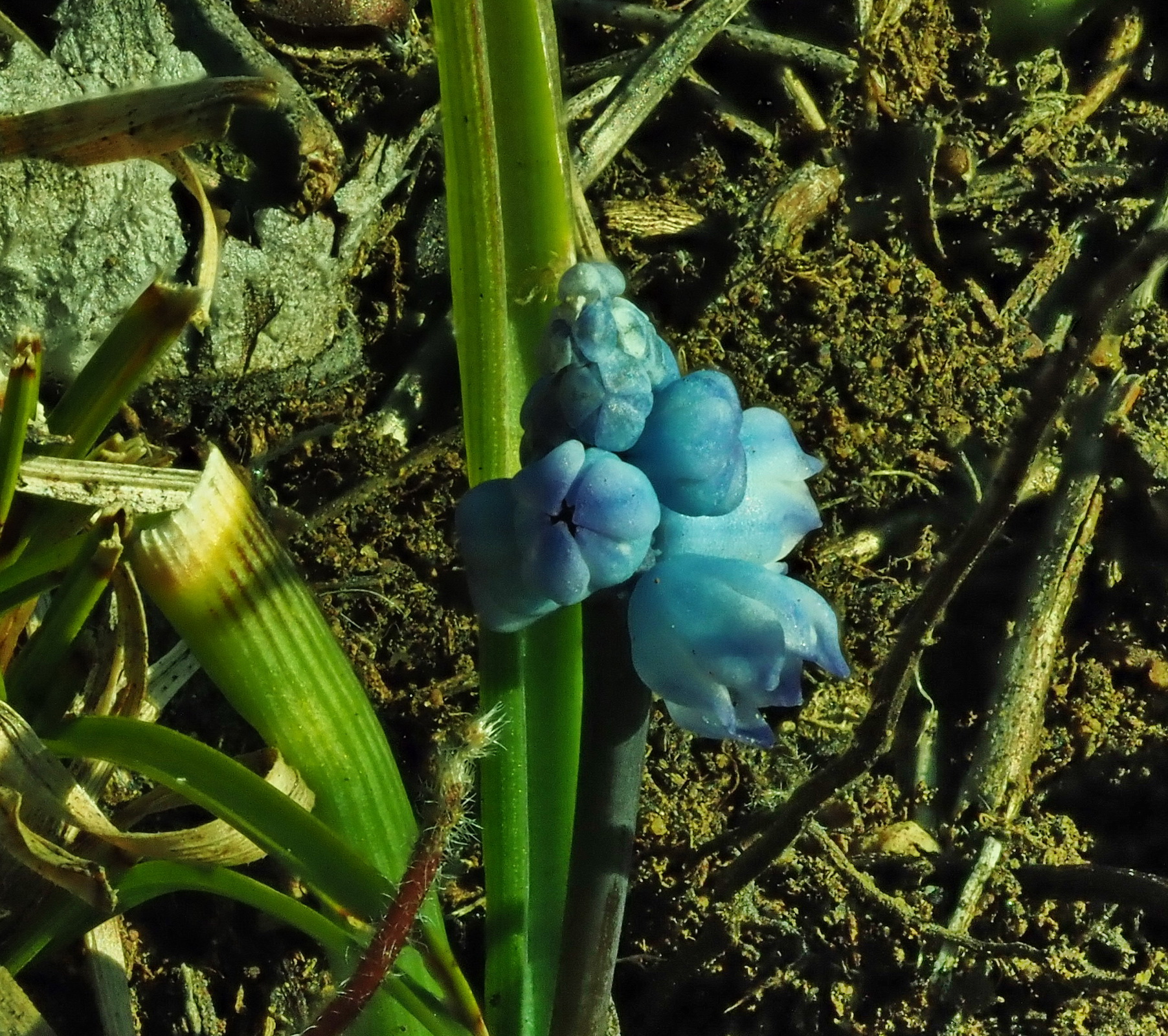 Muscari azureum.JPG