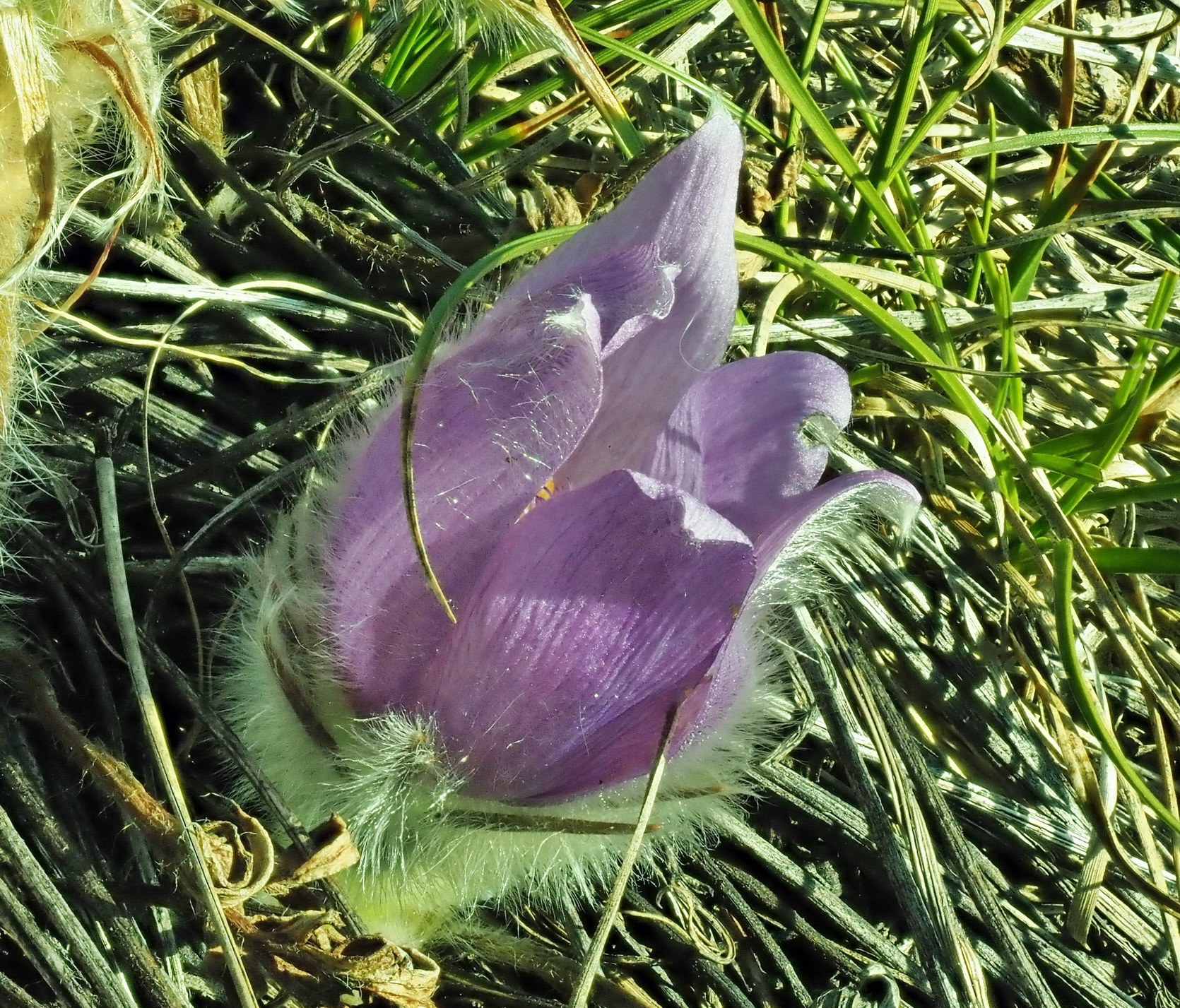 Pulsatilla grandis.JPG