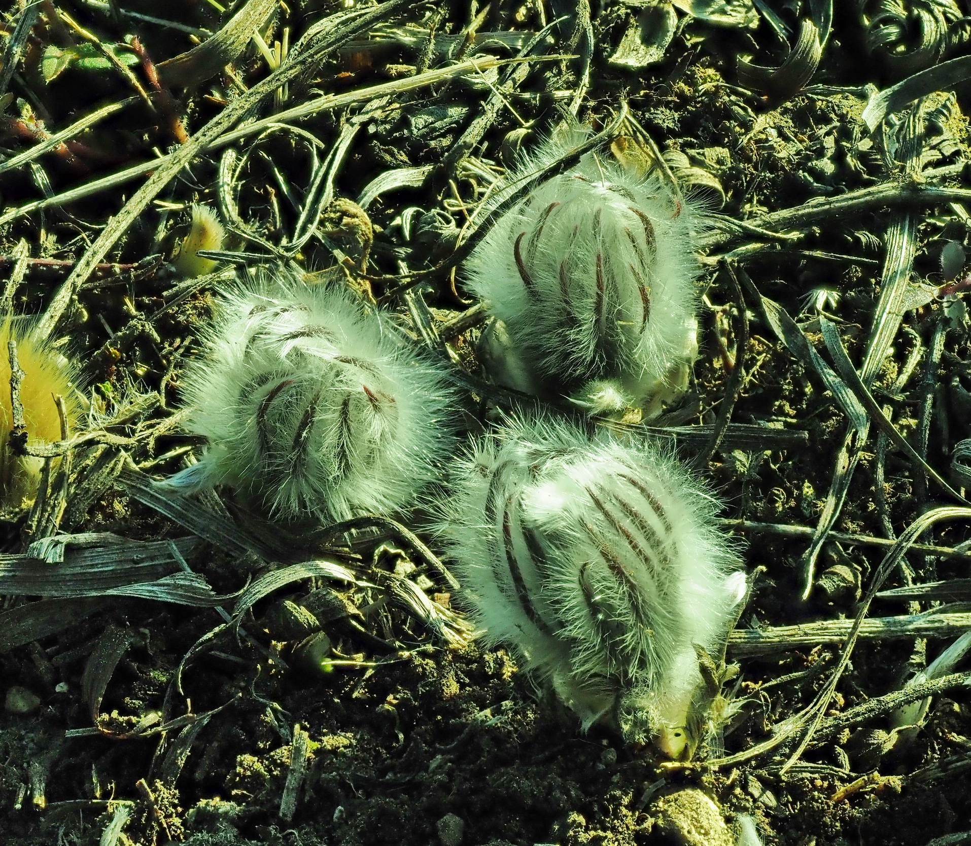 P. grandis Mini-Knospen.JPG