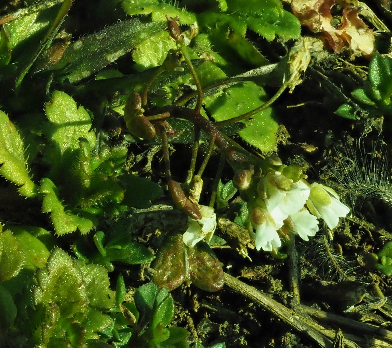 Capsella-bursa-pastoris.JPG