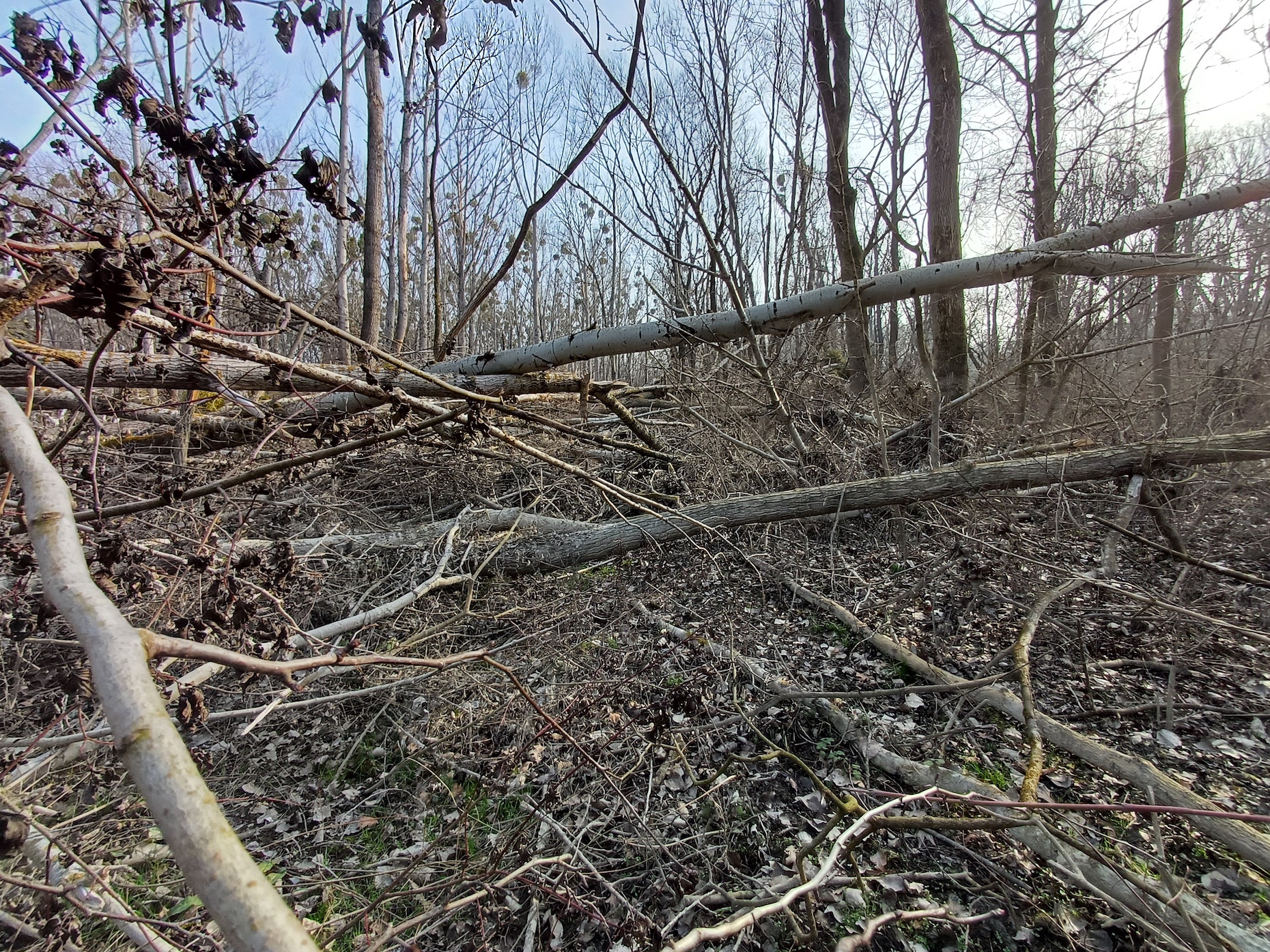 windwurf donauauen maria ellend 20250207_103141.jpg