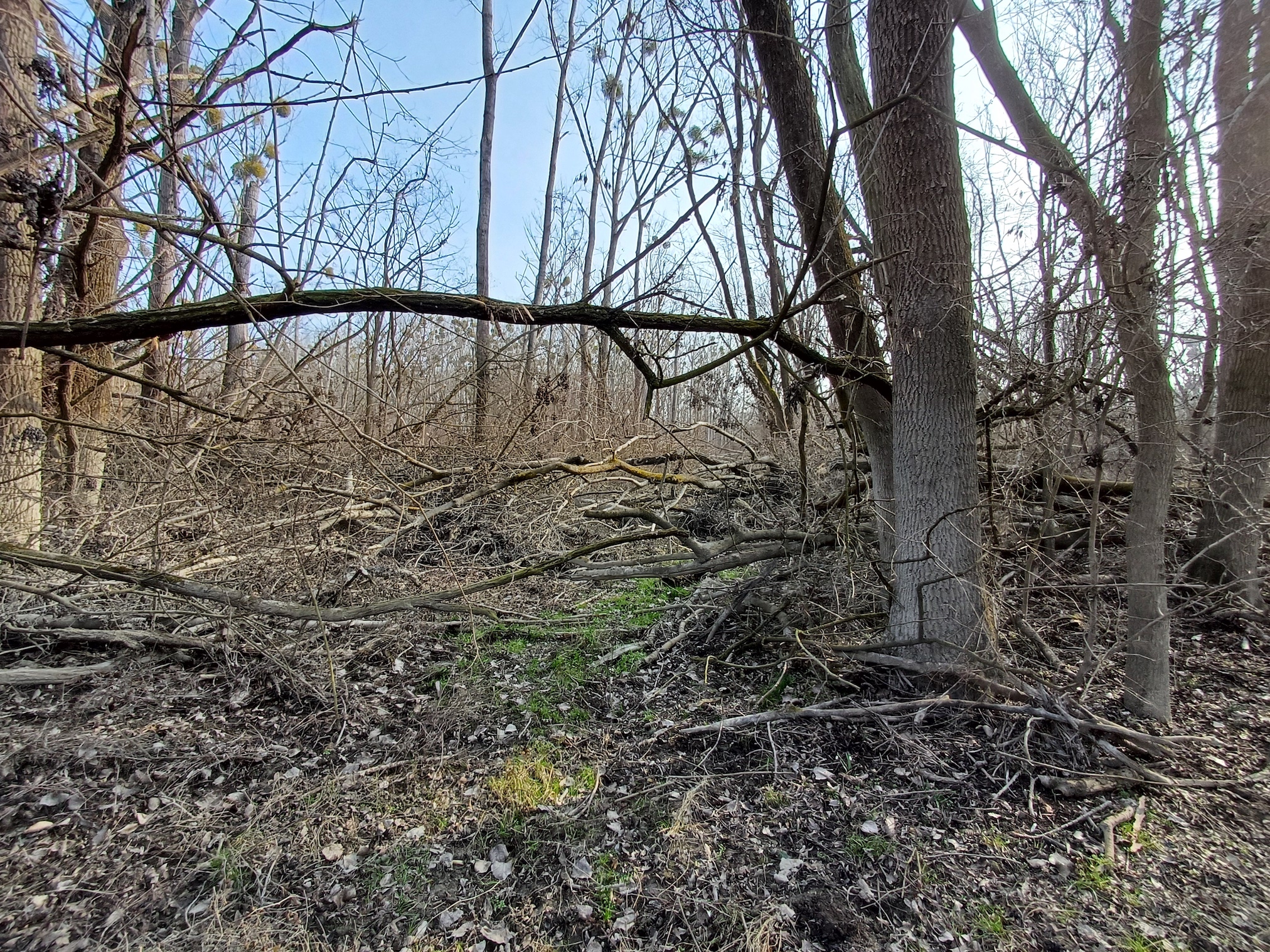 windwurf donauauen maria ellend 20250207_102917.jpg