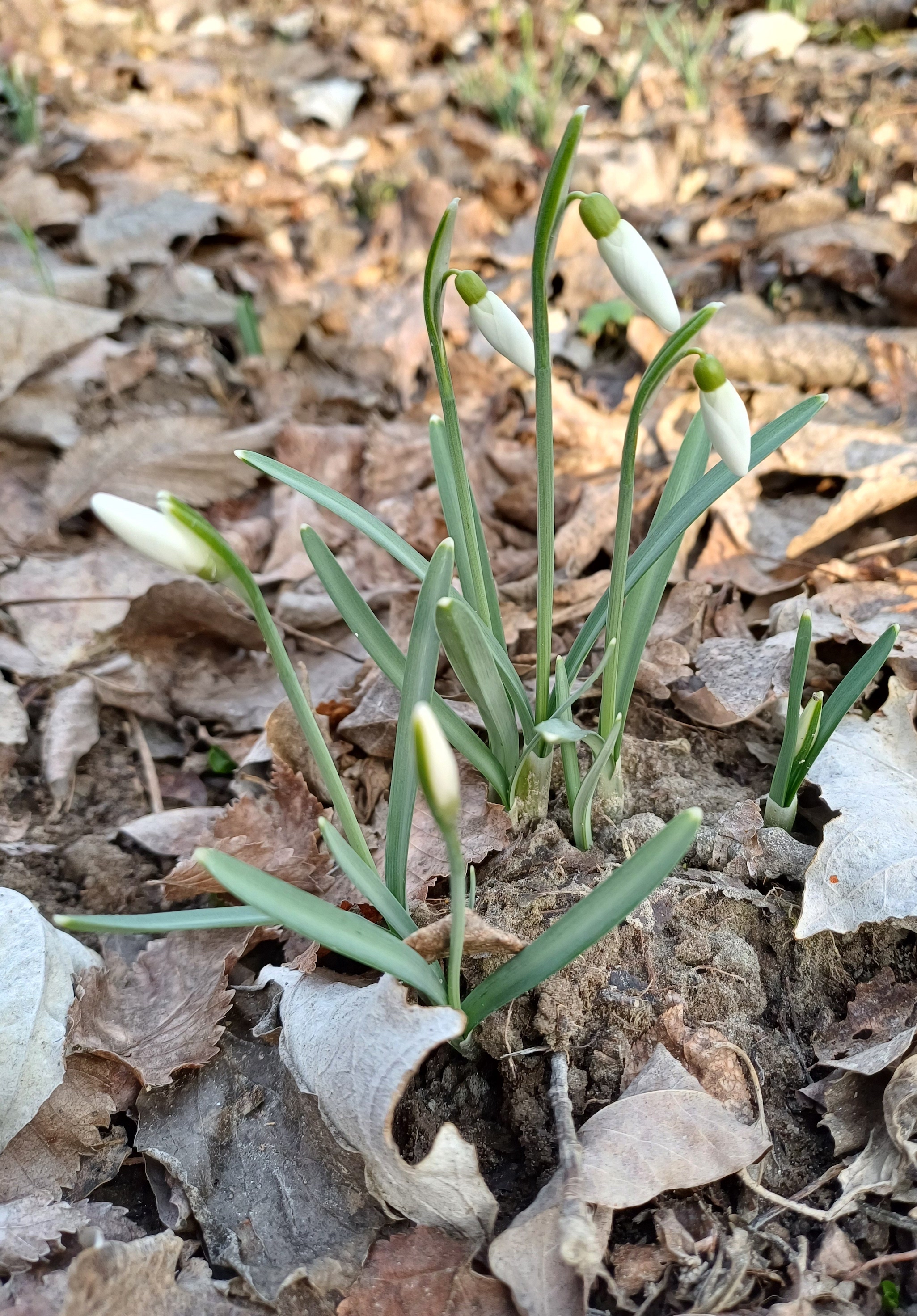 galanthus nivalis donauauen maria ellend 20250207_094148.jpg